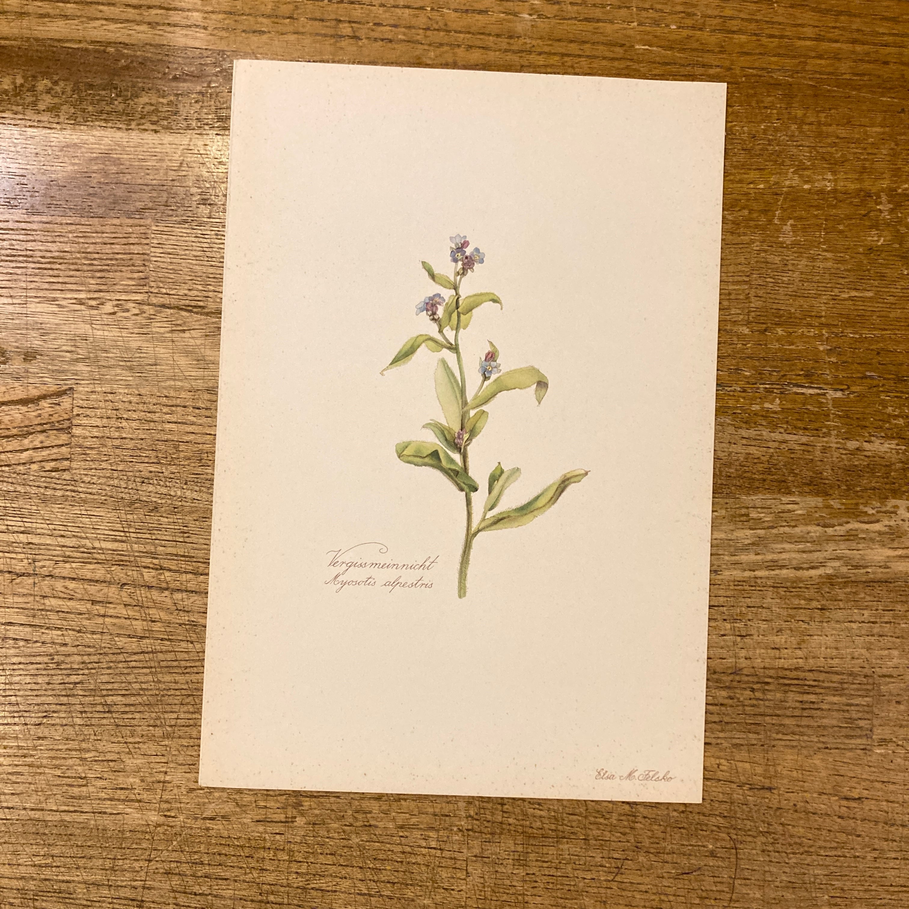 BLUMEN ATLAS / Elsa M. Felsko、Herausgegeben unter Mitwirkung des