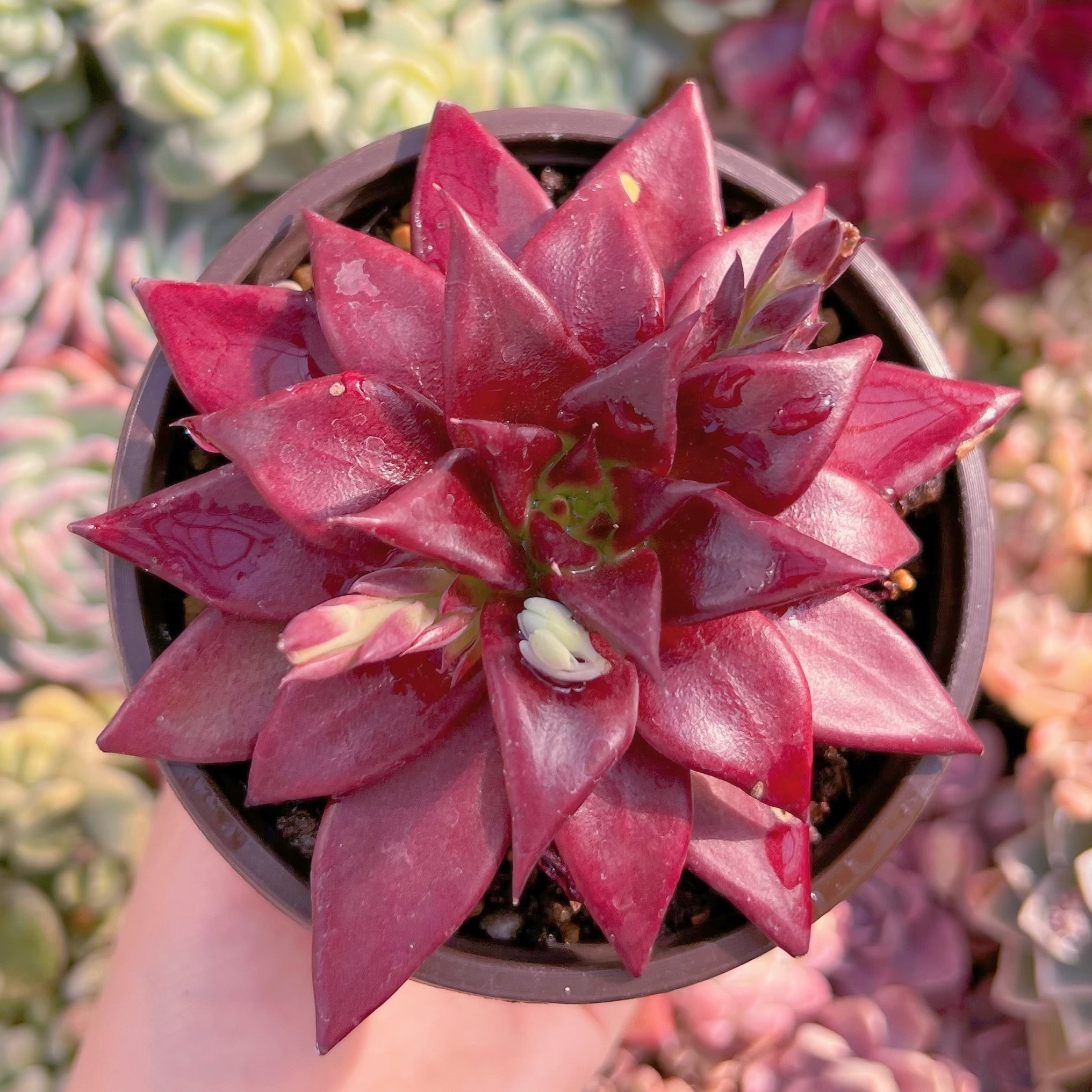 現品　プシュケ#B08　新入荷　るる農園