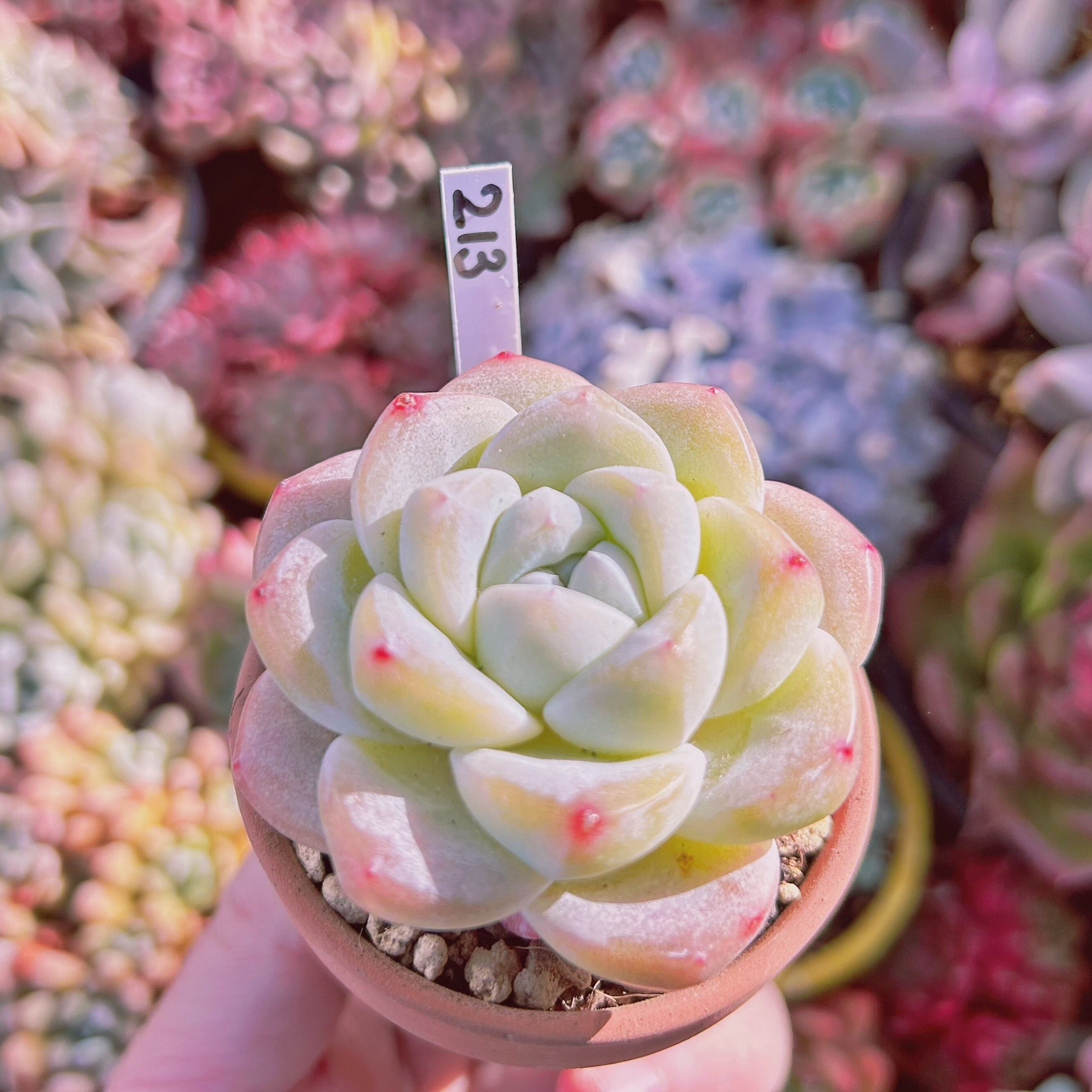 ☆多肉植物☆ 213現物 多肉植物 アイスグリーン | るる農園~多肉植物専門