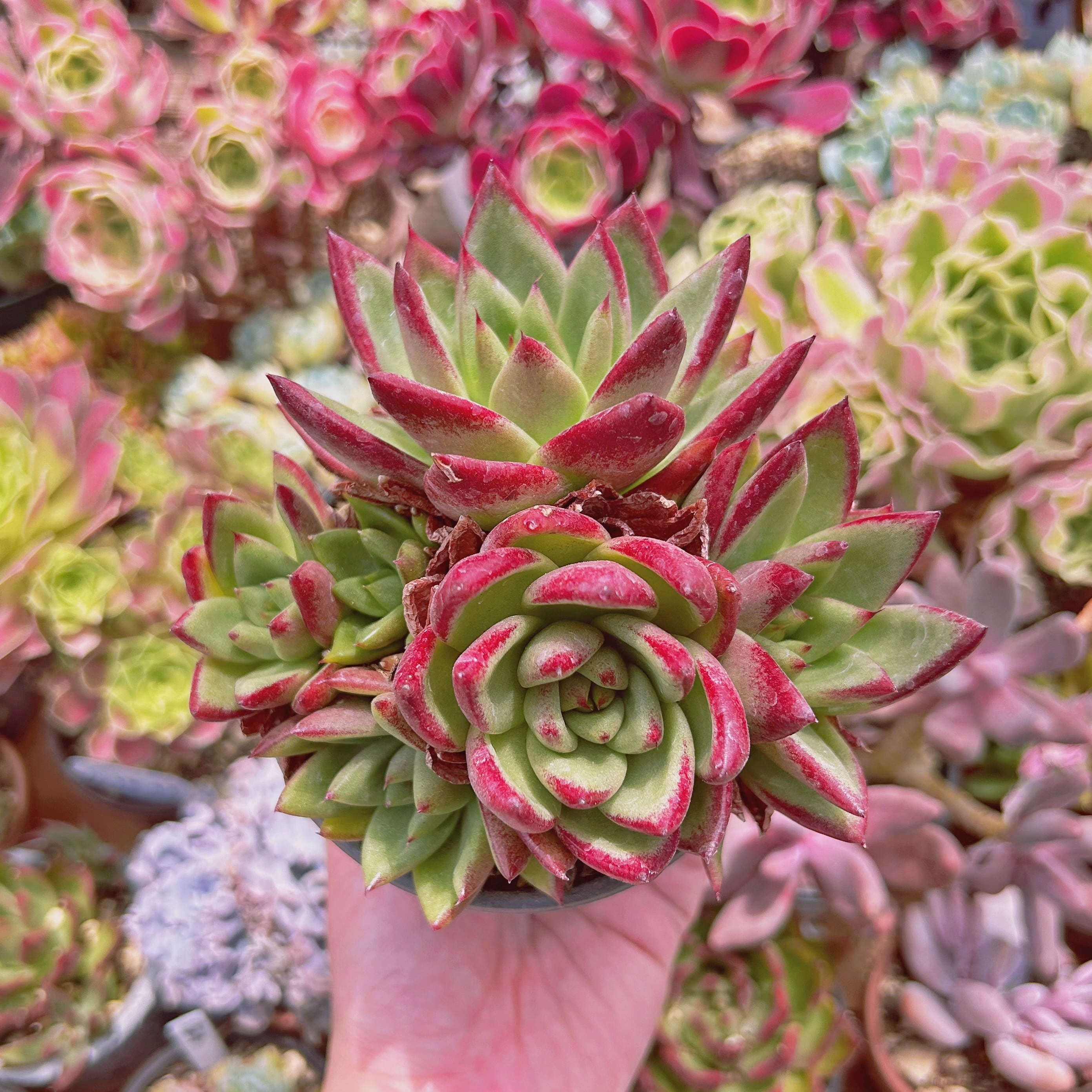 現物　多肉植物　Echeveria 紅壇　特大群生　抜き苗