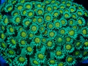 SelectionBaliShip Goniopora FromMakassar YellowEye 骨格完璧