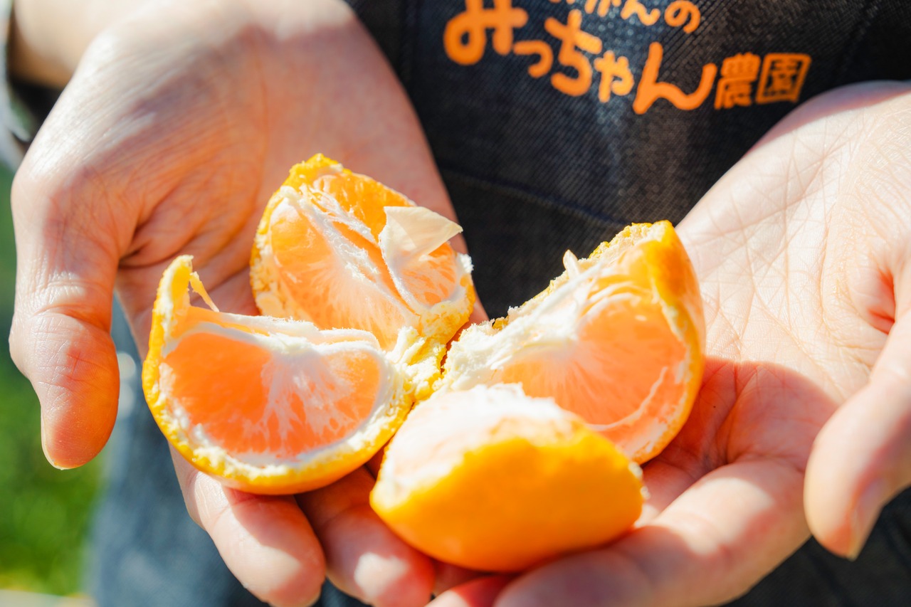 【11月24日-30日発送分】通販の虎早生みかん(5kg)