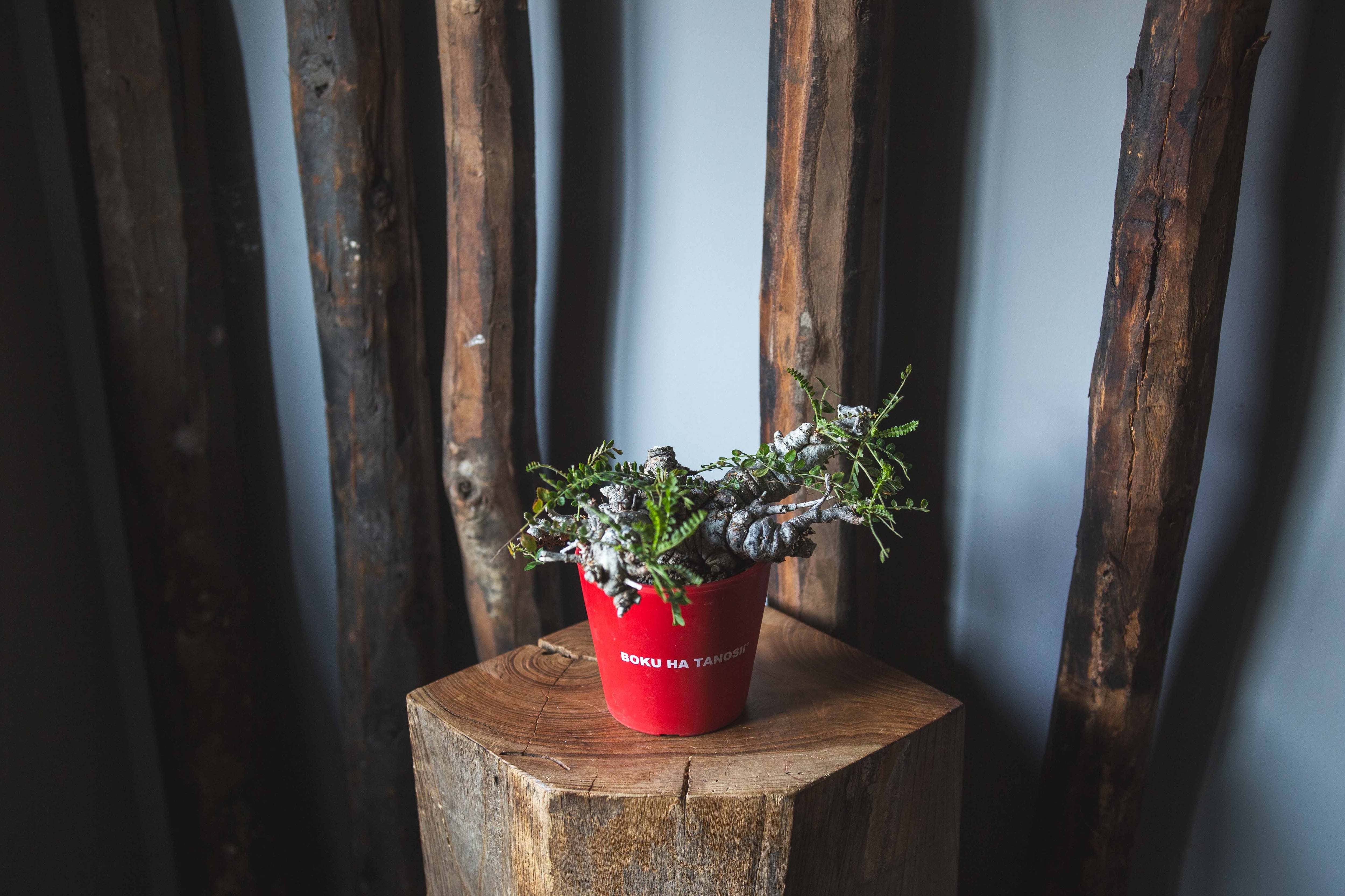 【新作】ネグレクタ × ボクタノ鉢【BOKU HA TANOSII】Boswellia neglecta