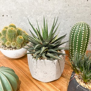 ハオルチア・金城錦