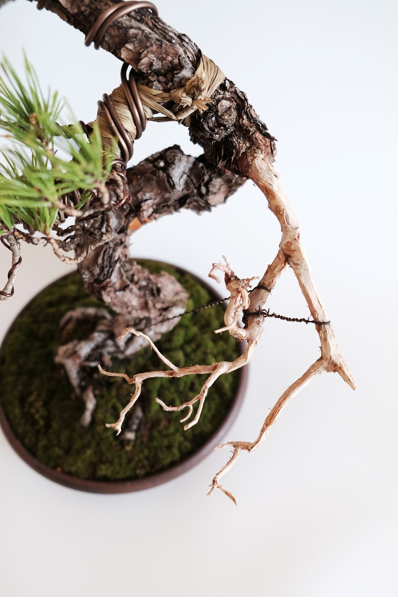 3. 赤松 Akamatsu (Red pine)