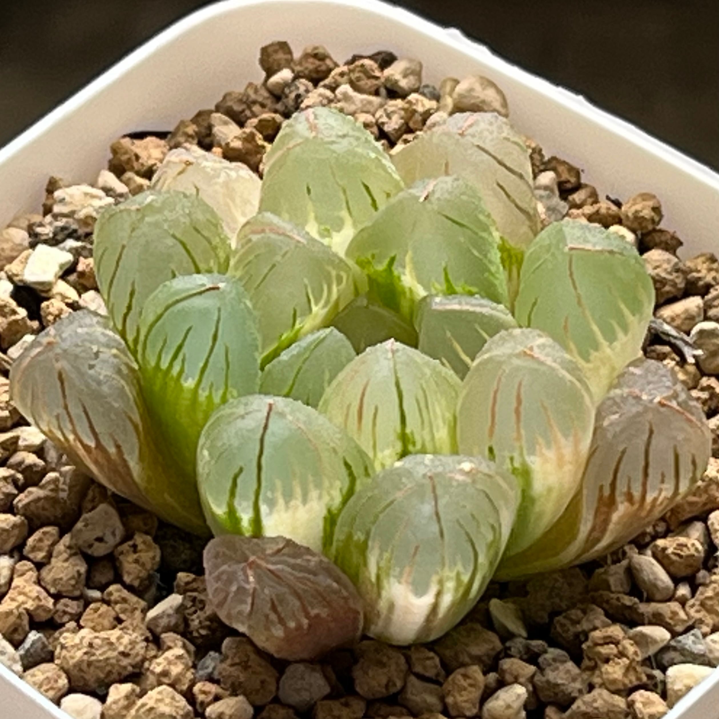 ハオルチア ジェリーフィッシュ錦 | mocono_plants