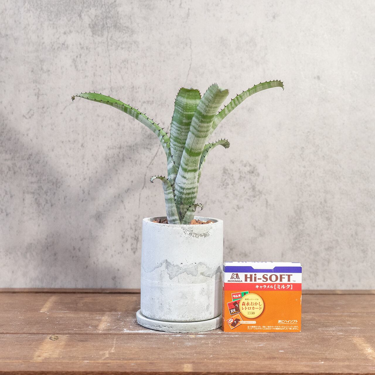 ビルベルギア｜独特の縞模様と波打つ葉が魅力の観葉植物【手づくりモルタル鉢】