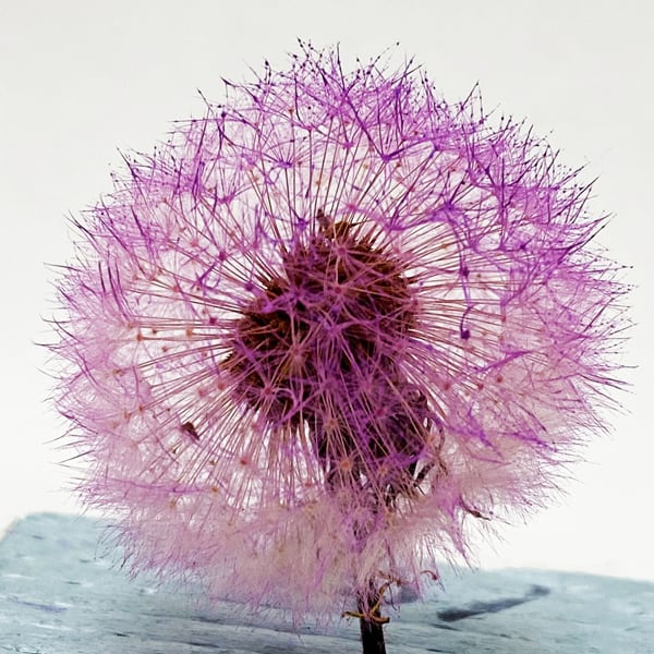 たんぽぽ様ご確認用☆ベビーヘアクリップ 夏 - ヘアアクセサリーの人気