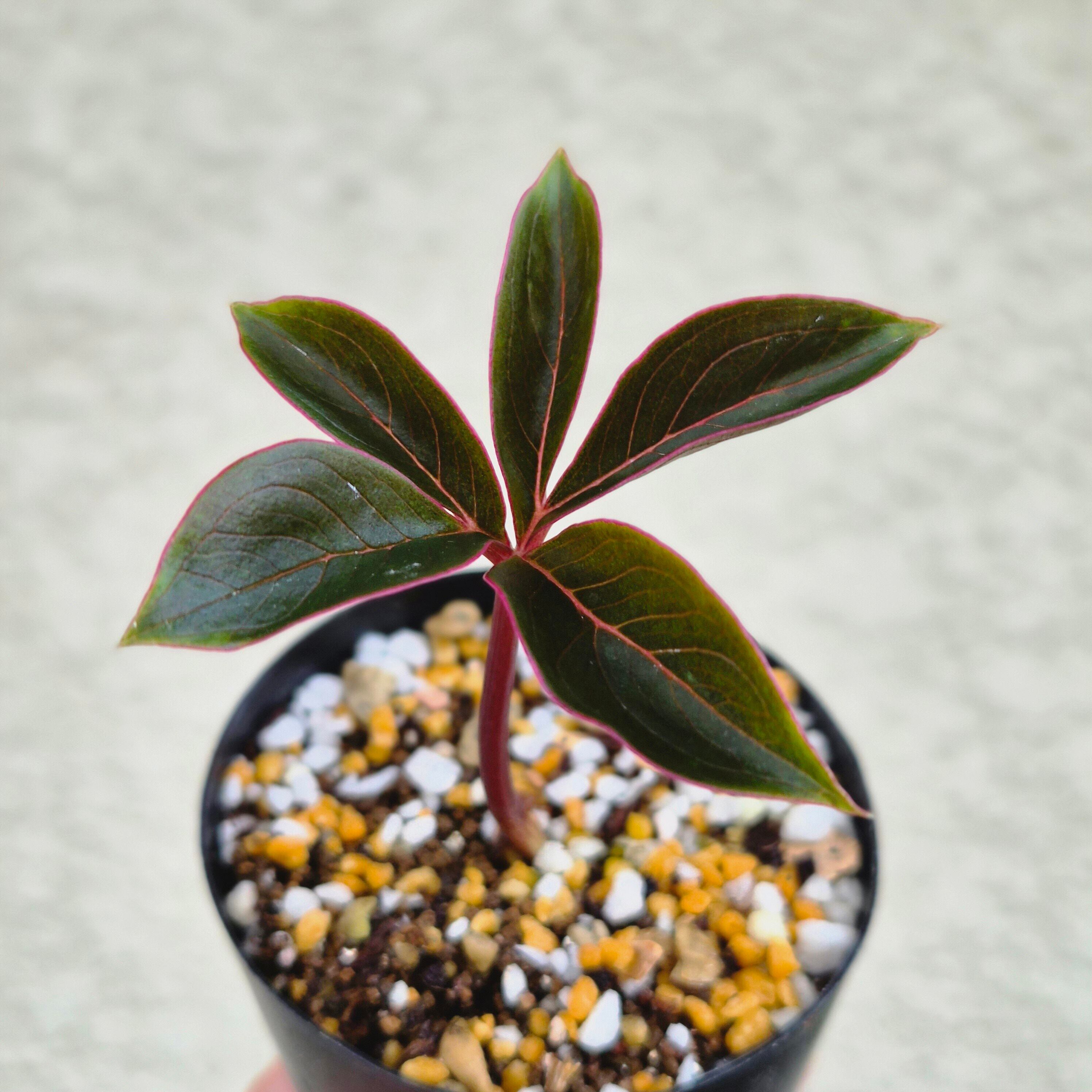 AM3 ♡レア〚 アモルフォファルス アトロビリディス 〛 Amorphophallus Atroviridis 塊根植物 コーデックス