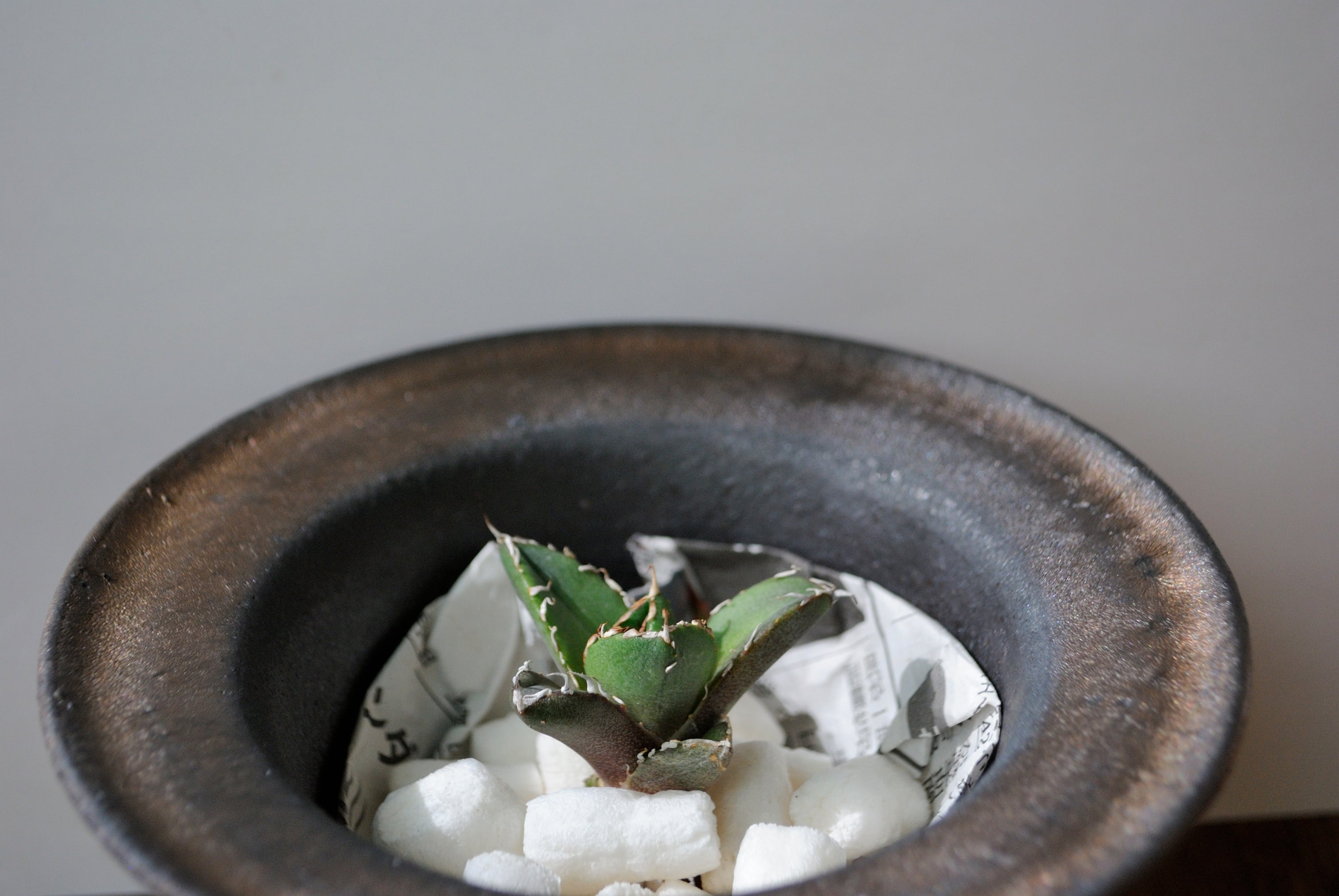 アガベ チタノタ 鬼爪 | Agave Rocon アガベ チタノタ 鬼爪 | Agave Rocon