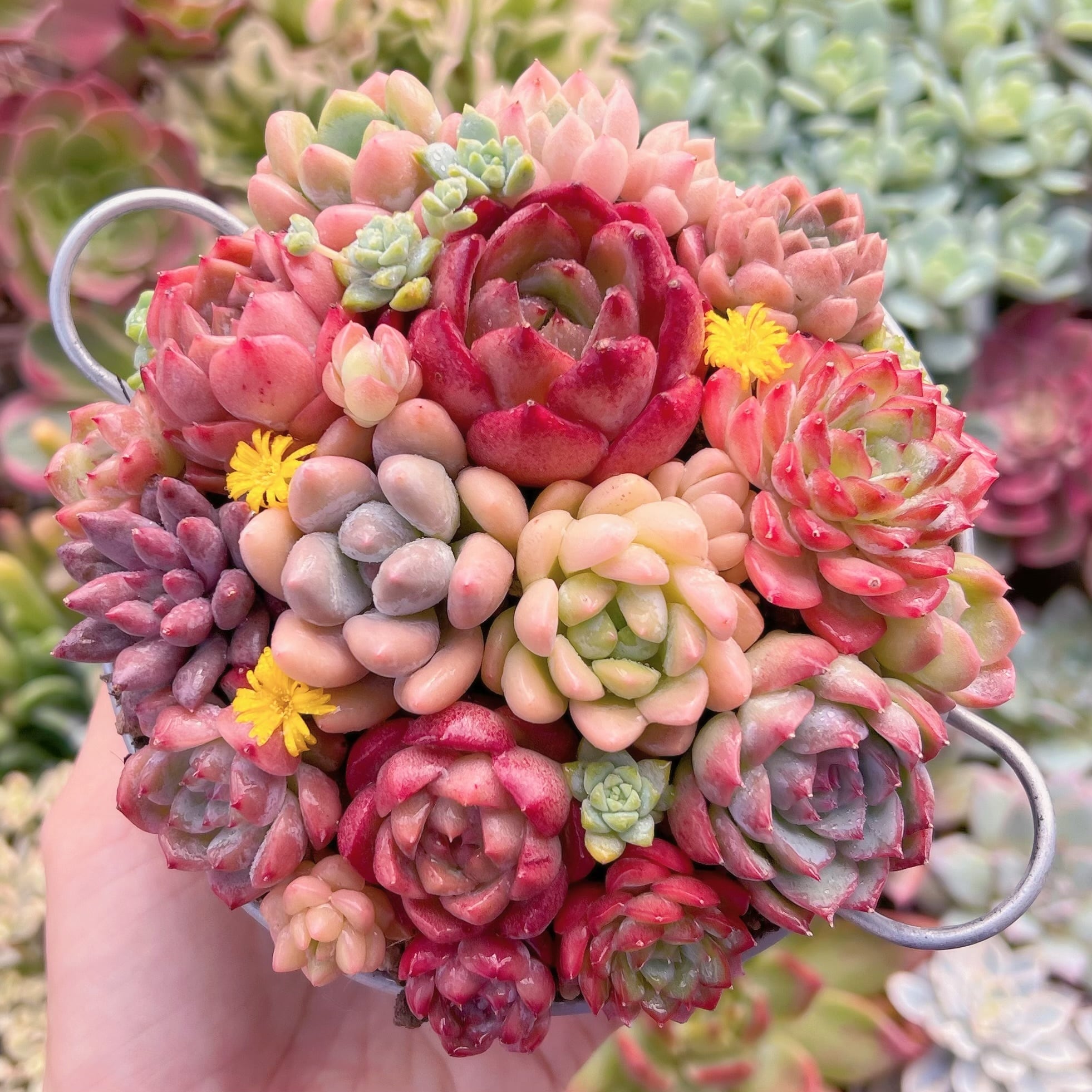 現物　 寄せ植えセット#058　るる農園