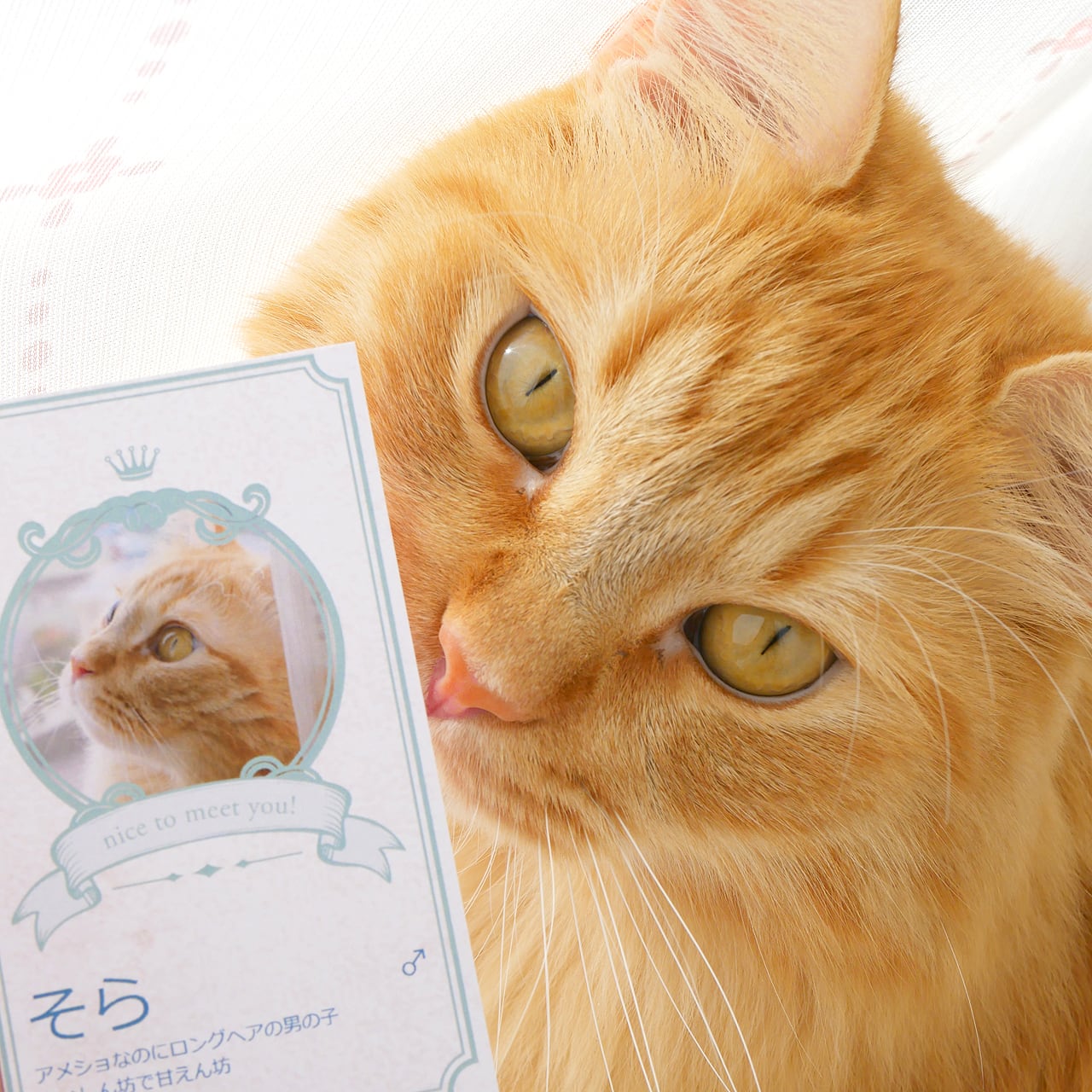 看板ネコ紹介サイトの掲載枠限定：1種類・100枚】看板ネコちゃん