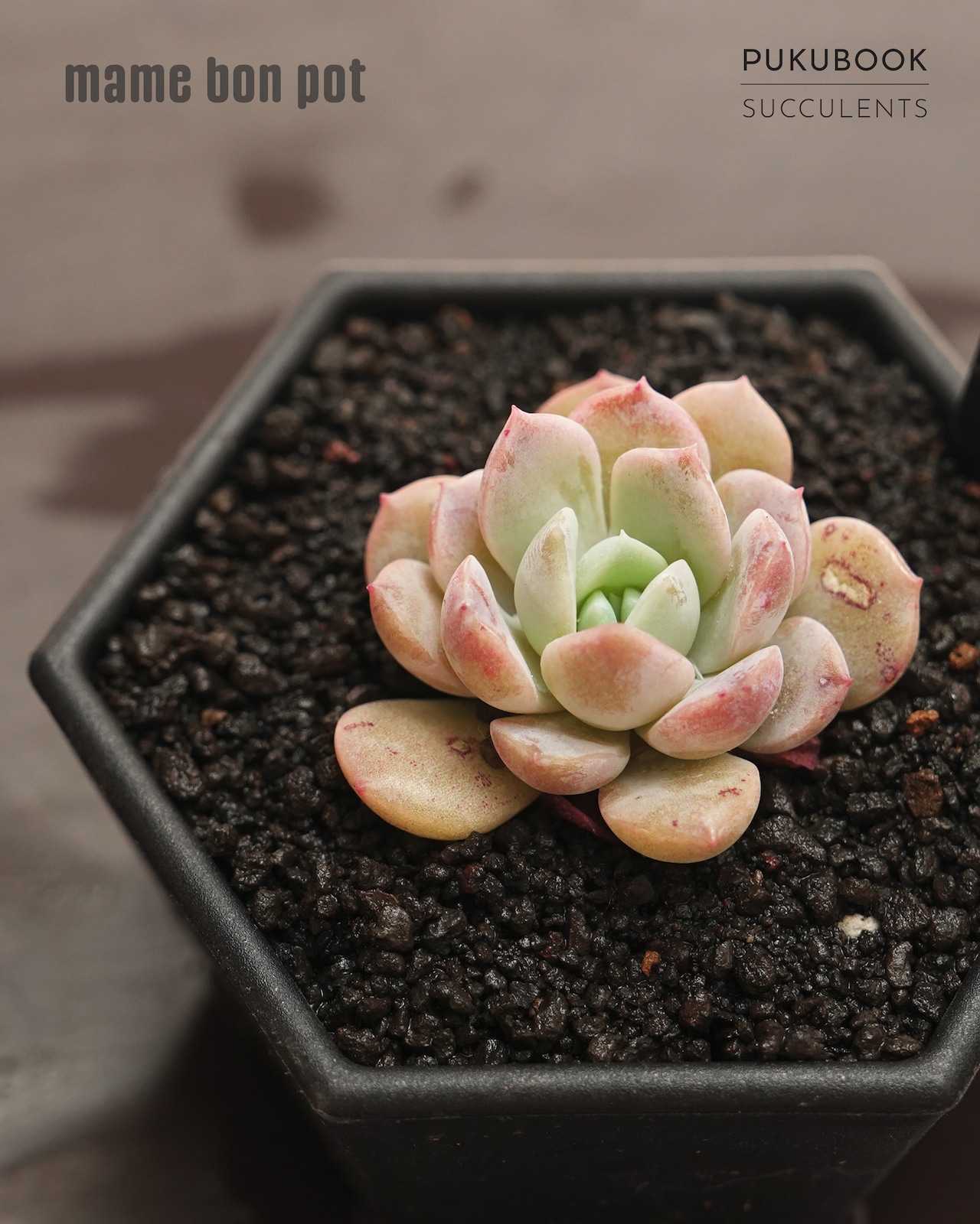 mame bon pot ロッカク 7.6cm 【日本初上陸?!】