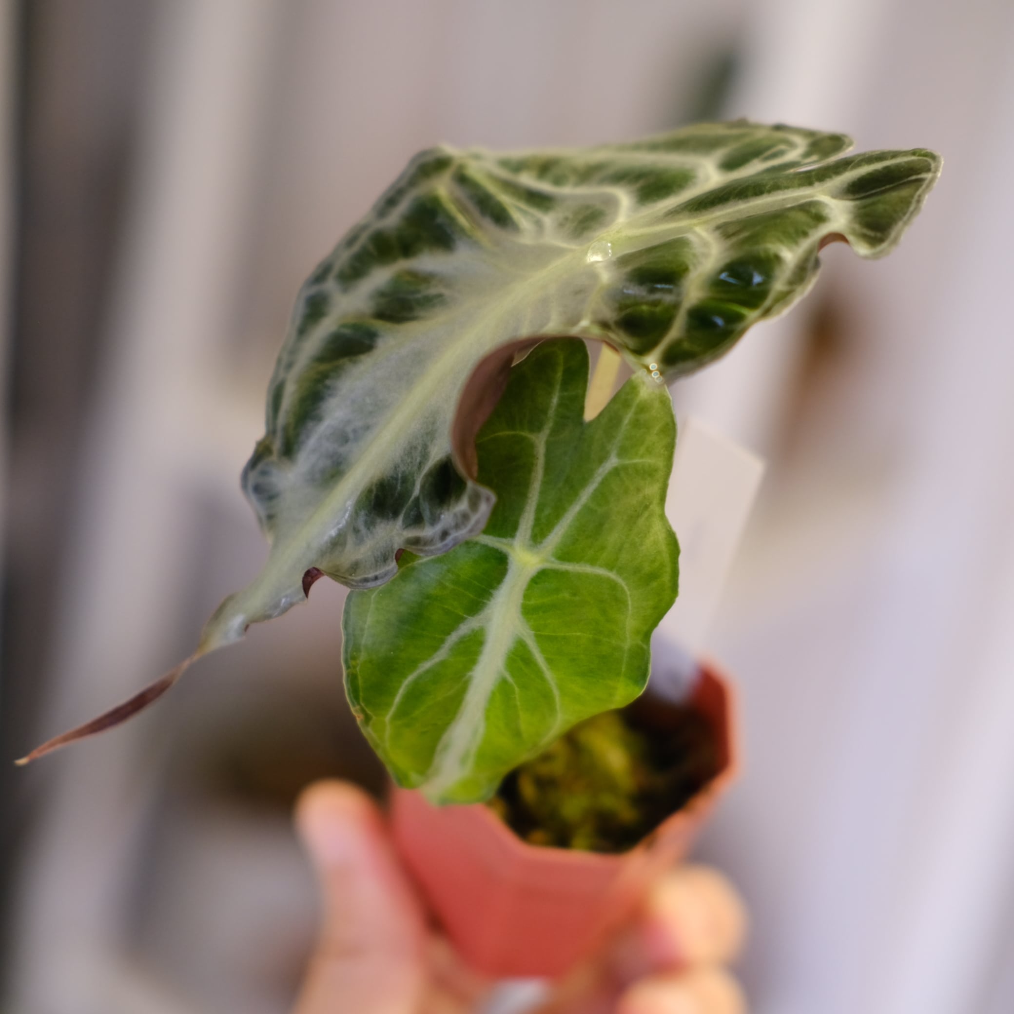 Alocasia 'Venom'│アロカシア・ヴェノム④│観葉植物 | tokyoplants