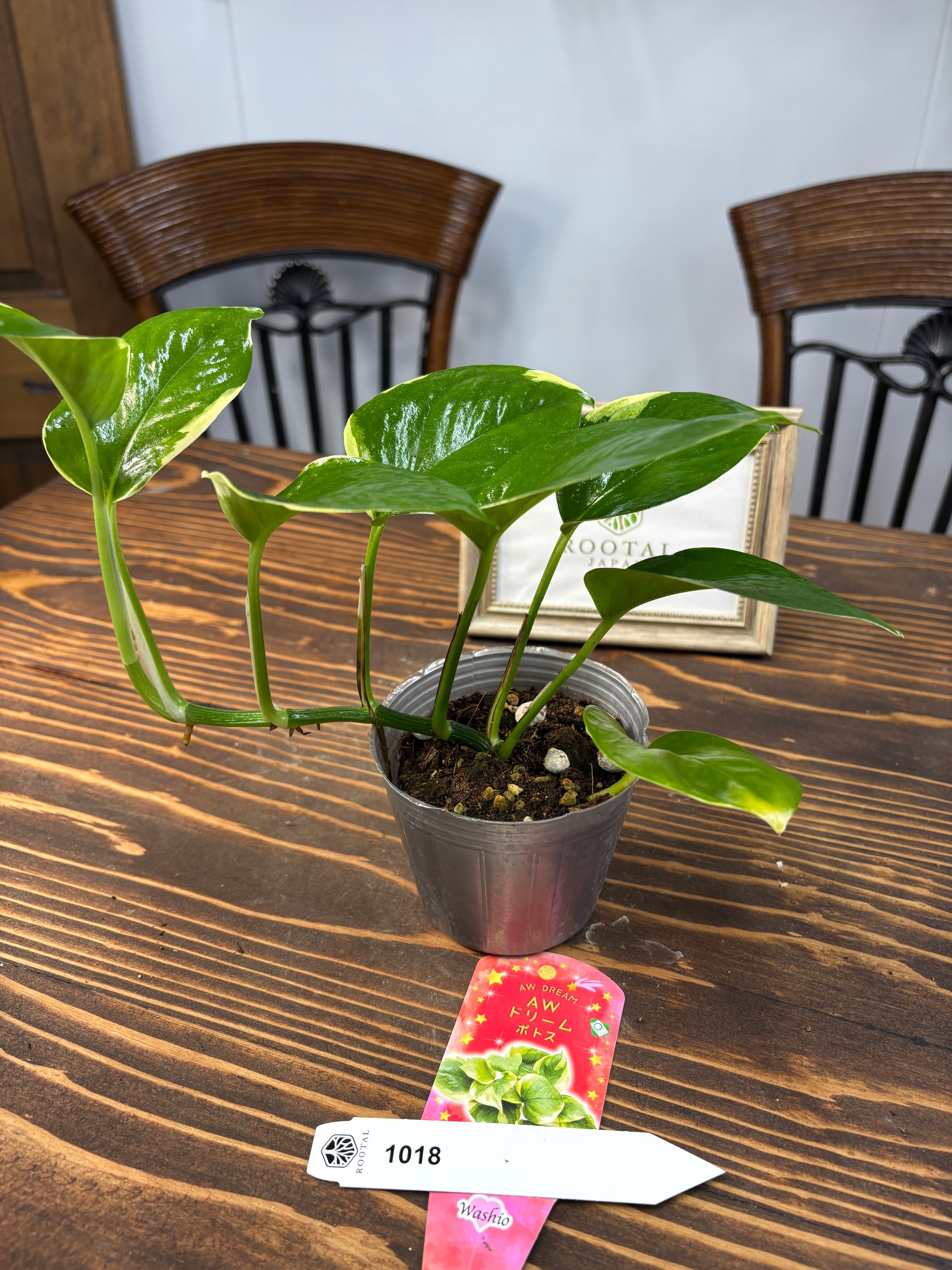ポトス　AWドリーム ポトス：AWドリーム 3号ポット の通販 | 園芸ネット