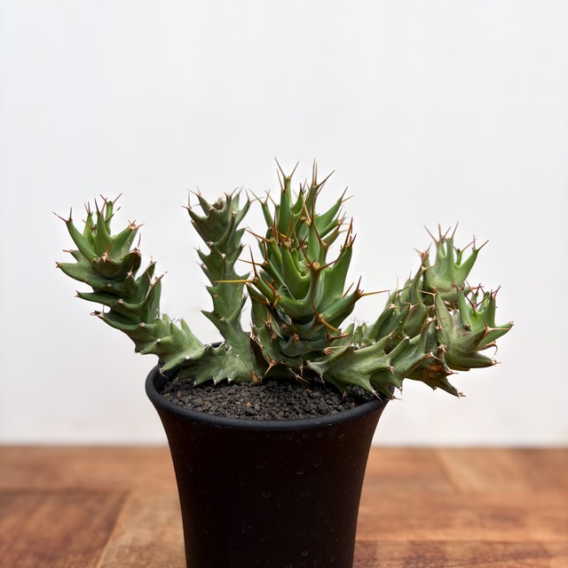 Euphorbia tortirama【ユーフォルビア・トルチラマ】
