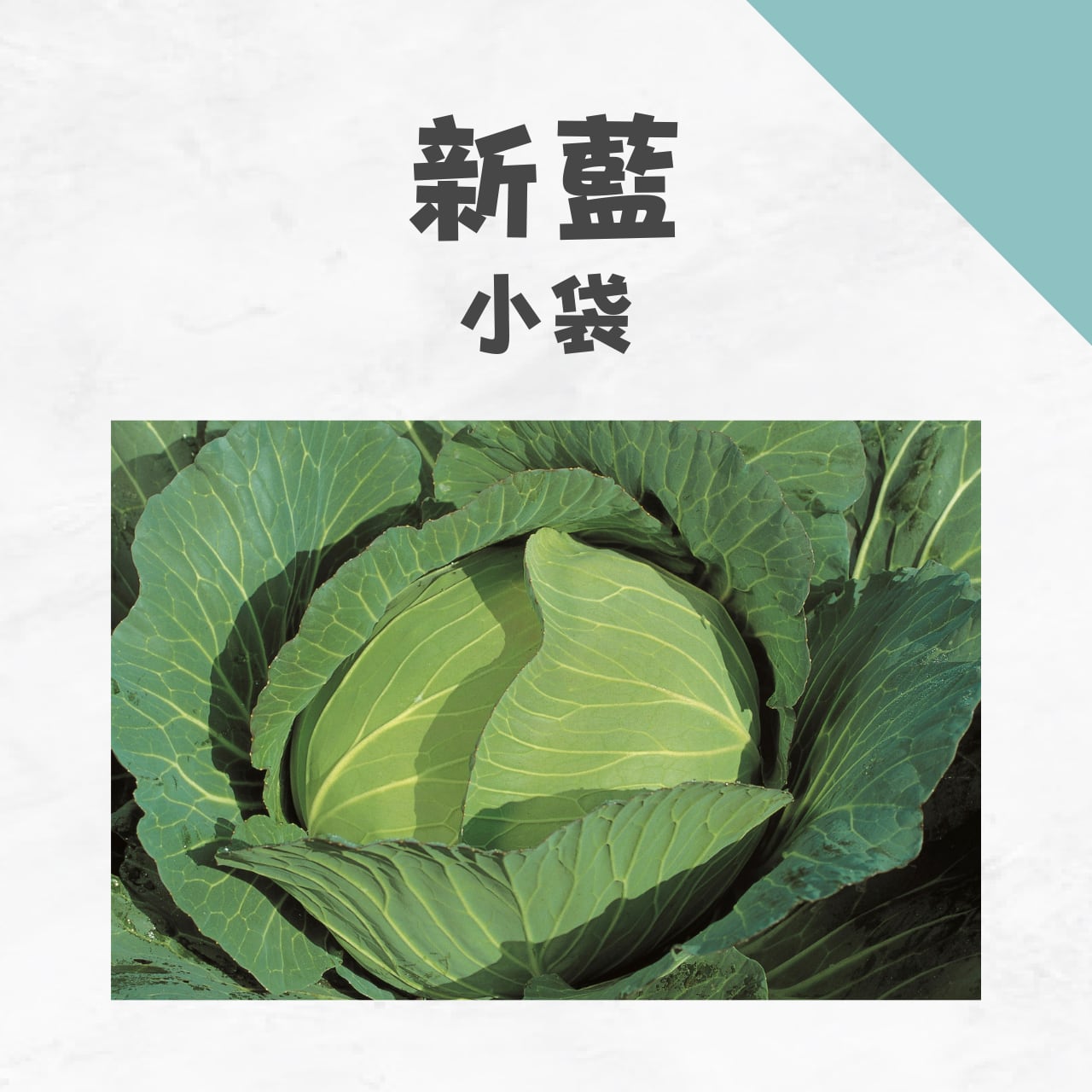 新藍 キャベツ種子・小袋