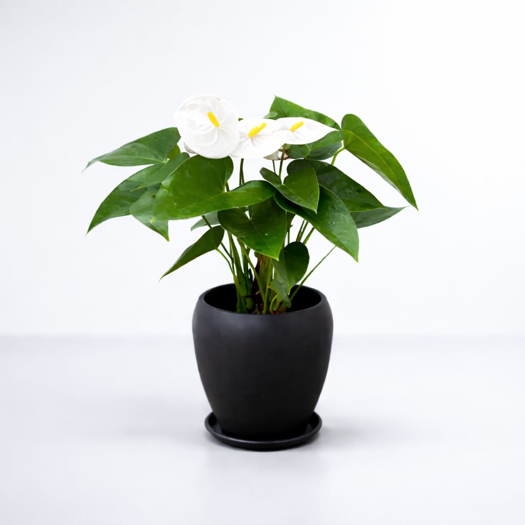 【お祝い・インテリア用】アンスリウム 5号 陶器 シエラホワイト