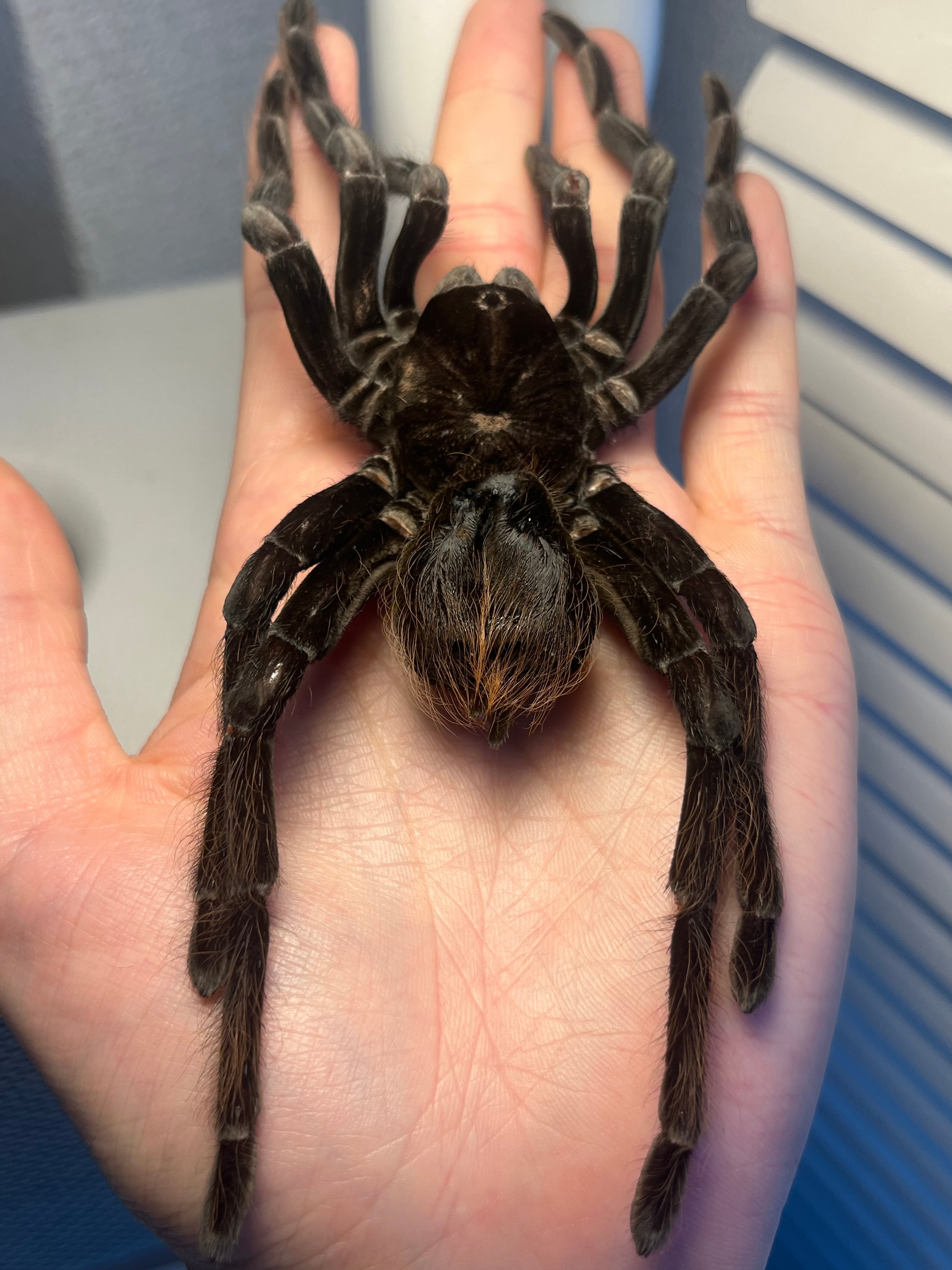特大標本】ボリビアンスティーリーブルータランチュラ LS17cm程ムカデ