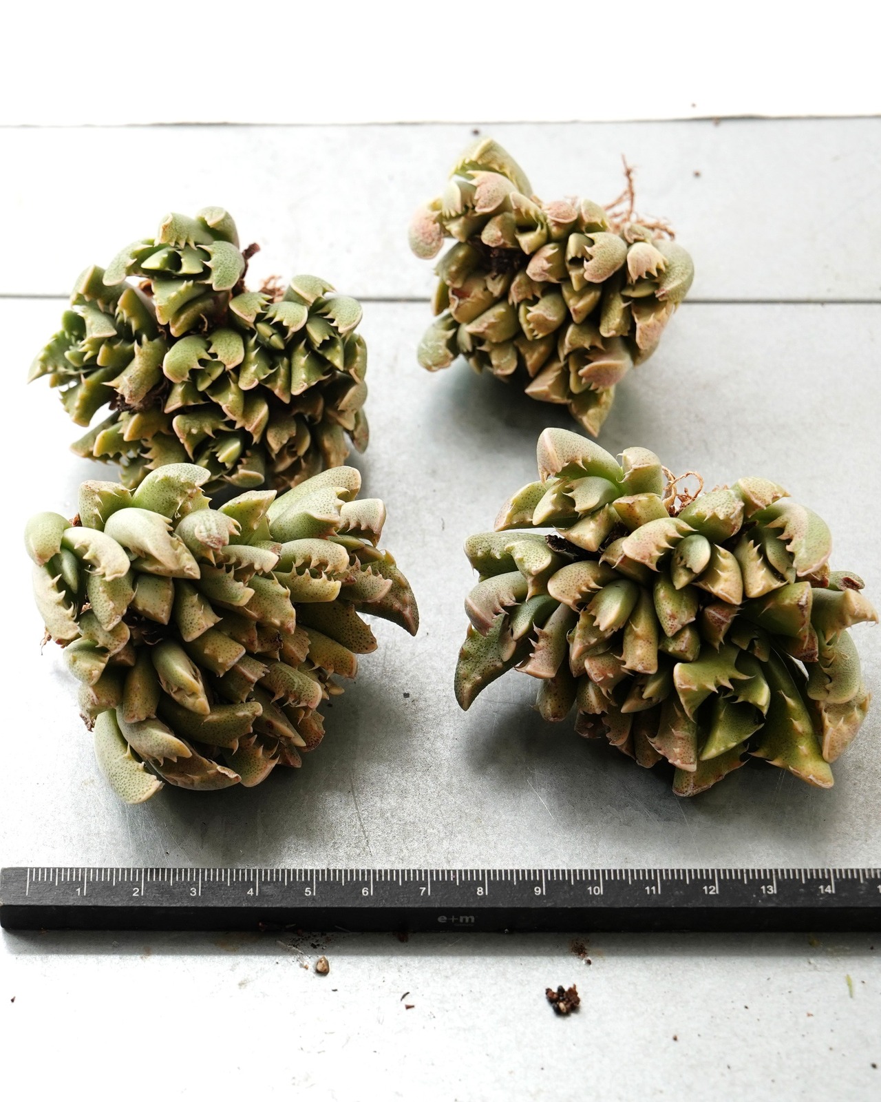 一部発根済カット苗 フォーカリア 四海波錦 L Faucaria tigrina