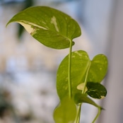 Monstera Thai Constellation / モンステラ タイコンステレーション②