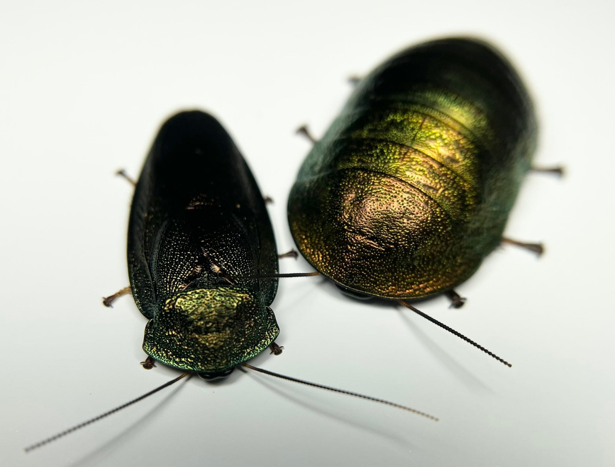 ニジイロゴキブリ ニジイロゴキブリ 中国雲南省産 幼体10匹 | Ibreed