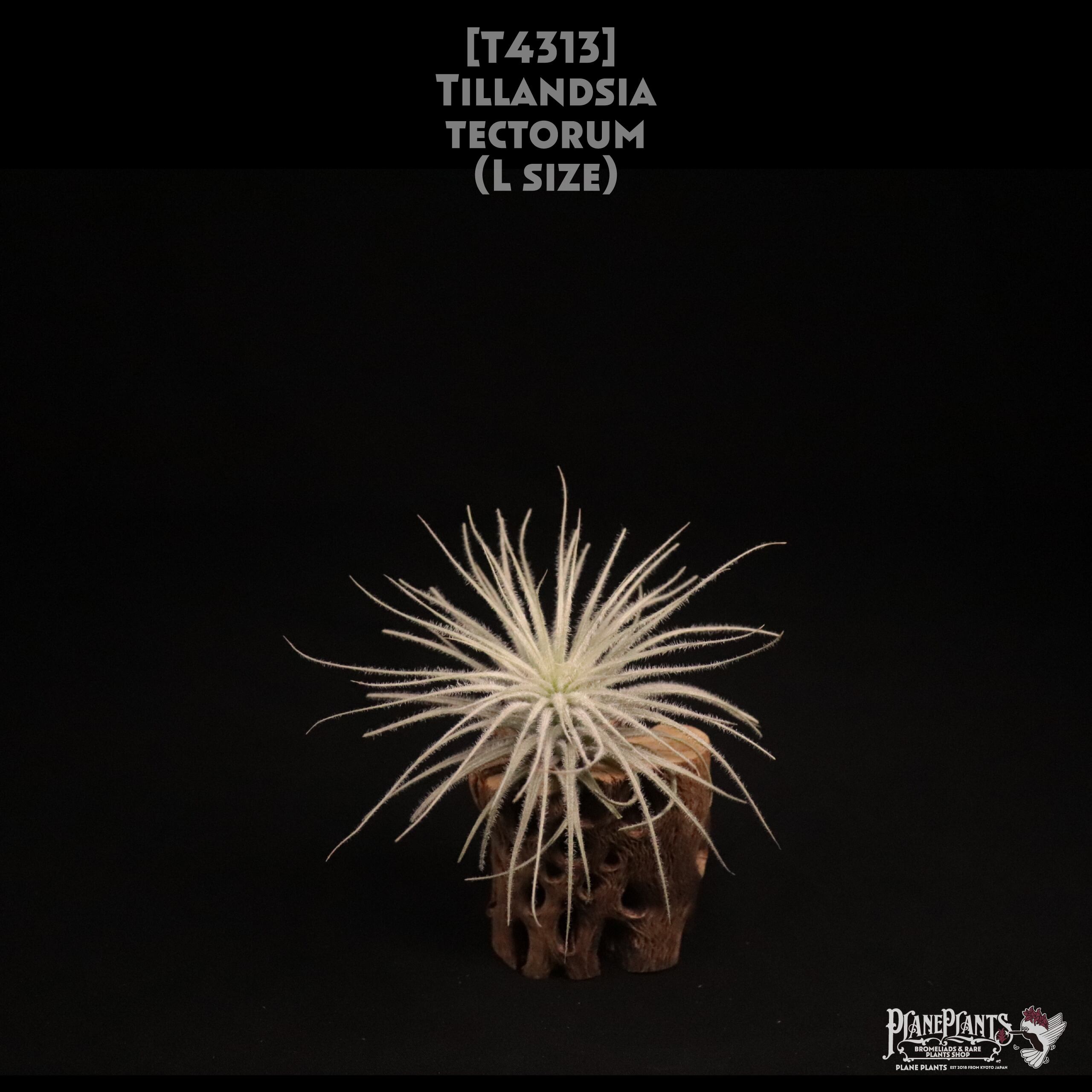 【送料無料】tectorum L〔エアプランツ〕現品発送T4313