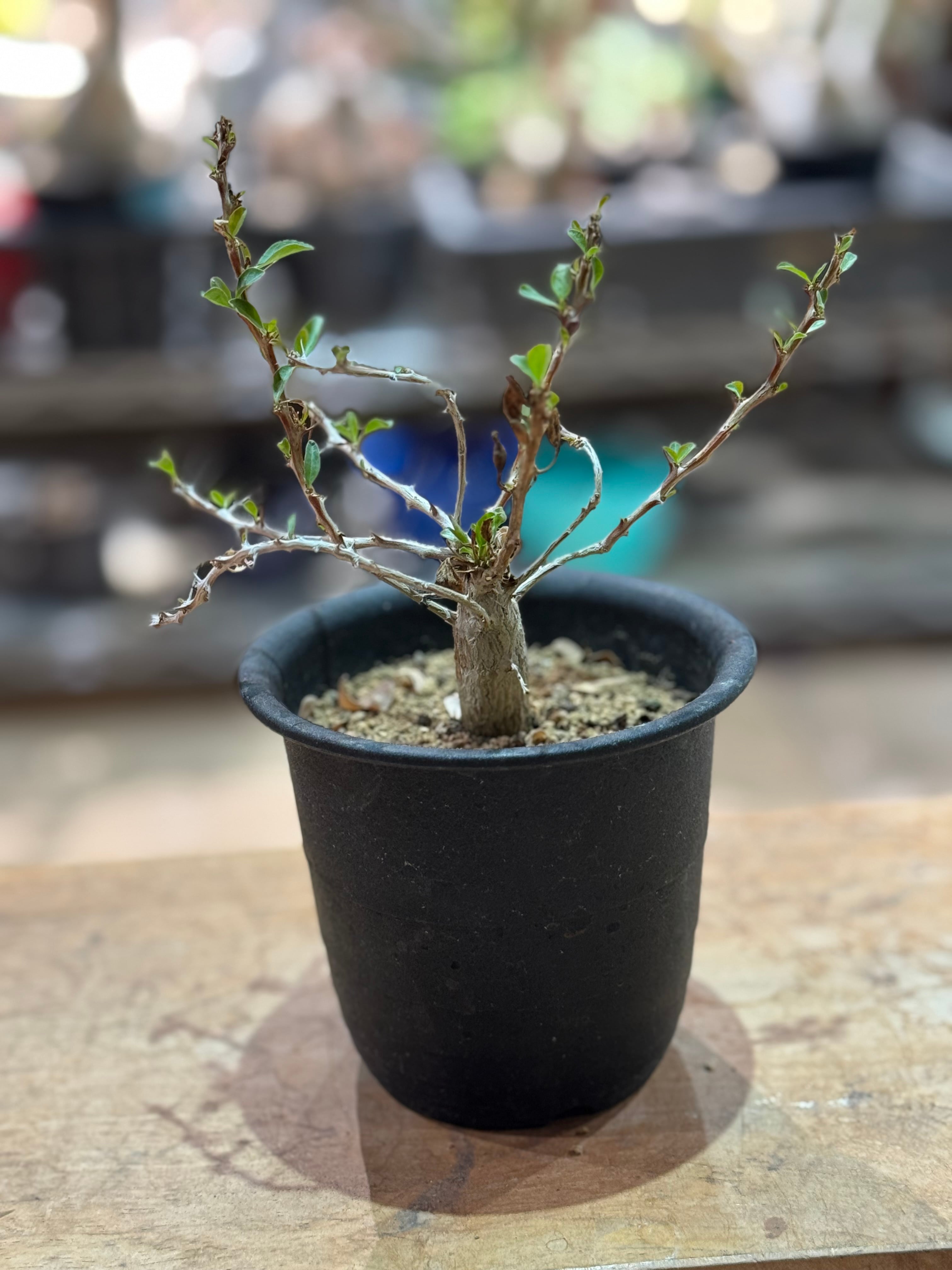 【新着】Fouquieria columnaris 観峰玉【バランス良しな冬型塊根】フォークイエリア コルムナリス