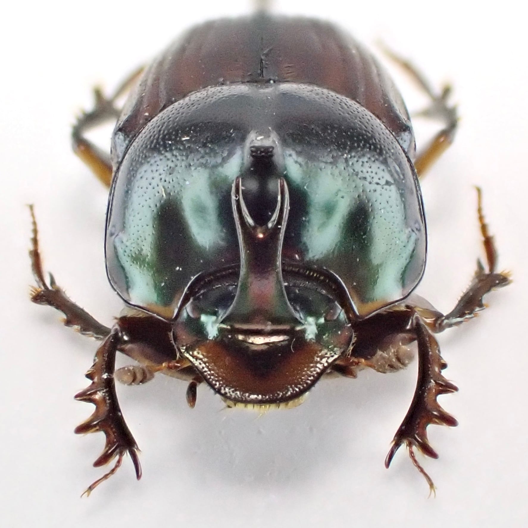 ラオス産 Liatongus vertagus ♂ 9mm | 昆虫標本 Diggers & Rollers