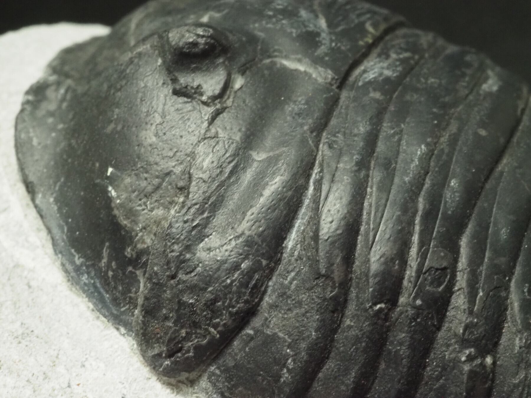 希少種！三葉虫【Parahomalonotus planus】【706 g】モロッコ王国産