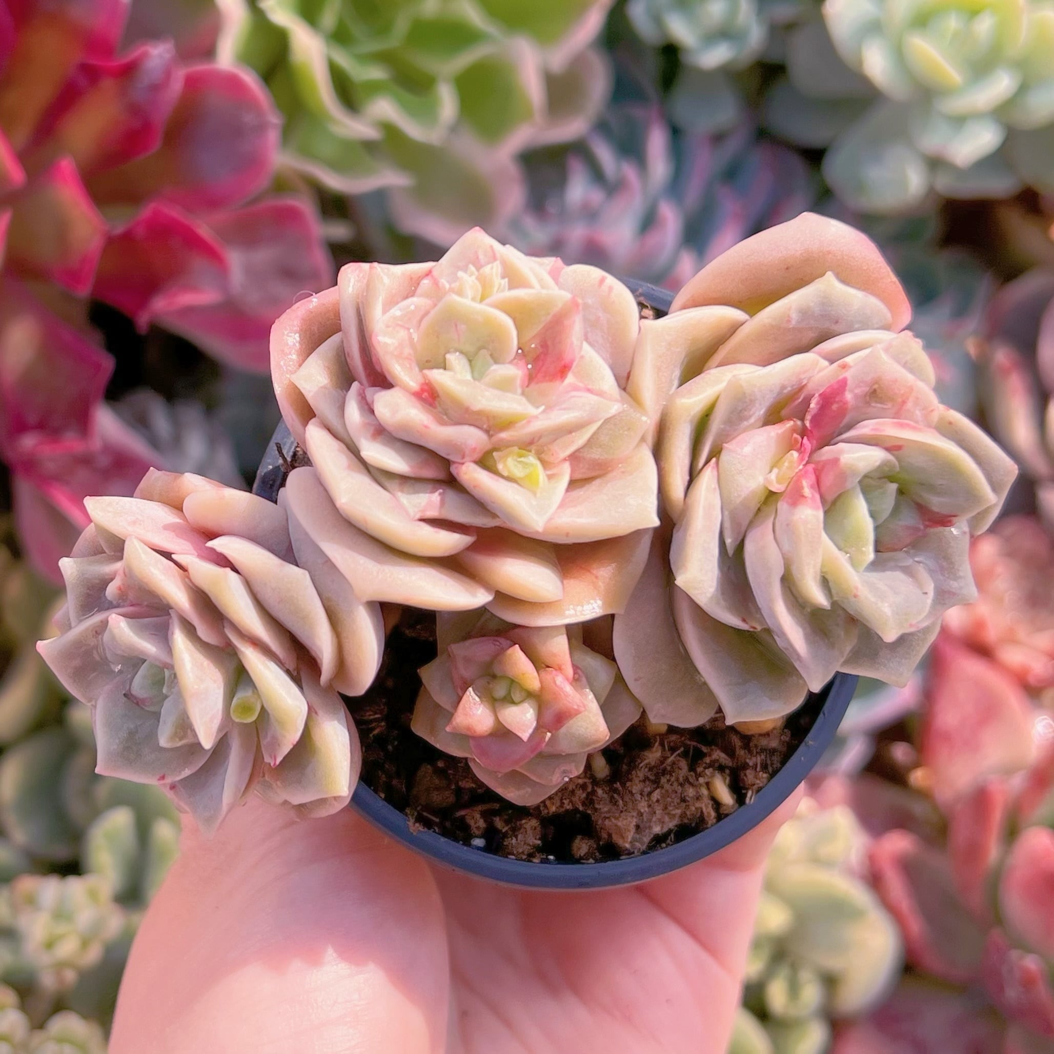 現品　ラブリーローズ錦(赤斑)#1169　群生　るる農園