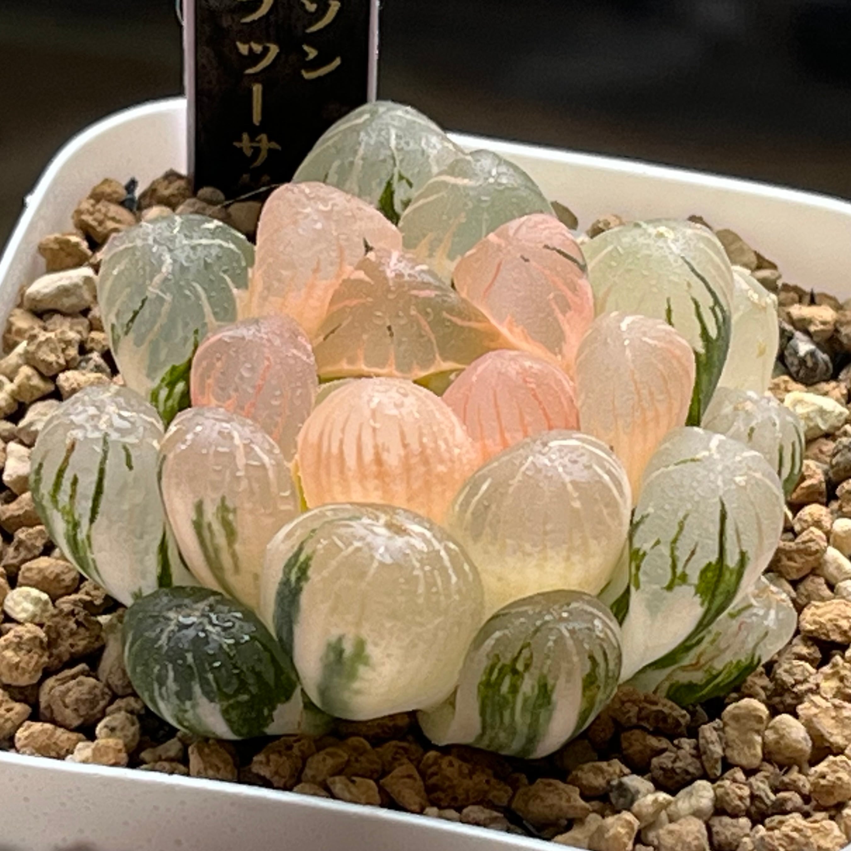 オブツーサ系 | mocono_plants