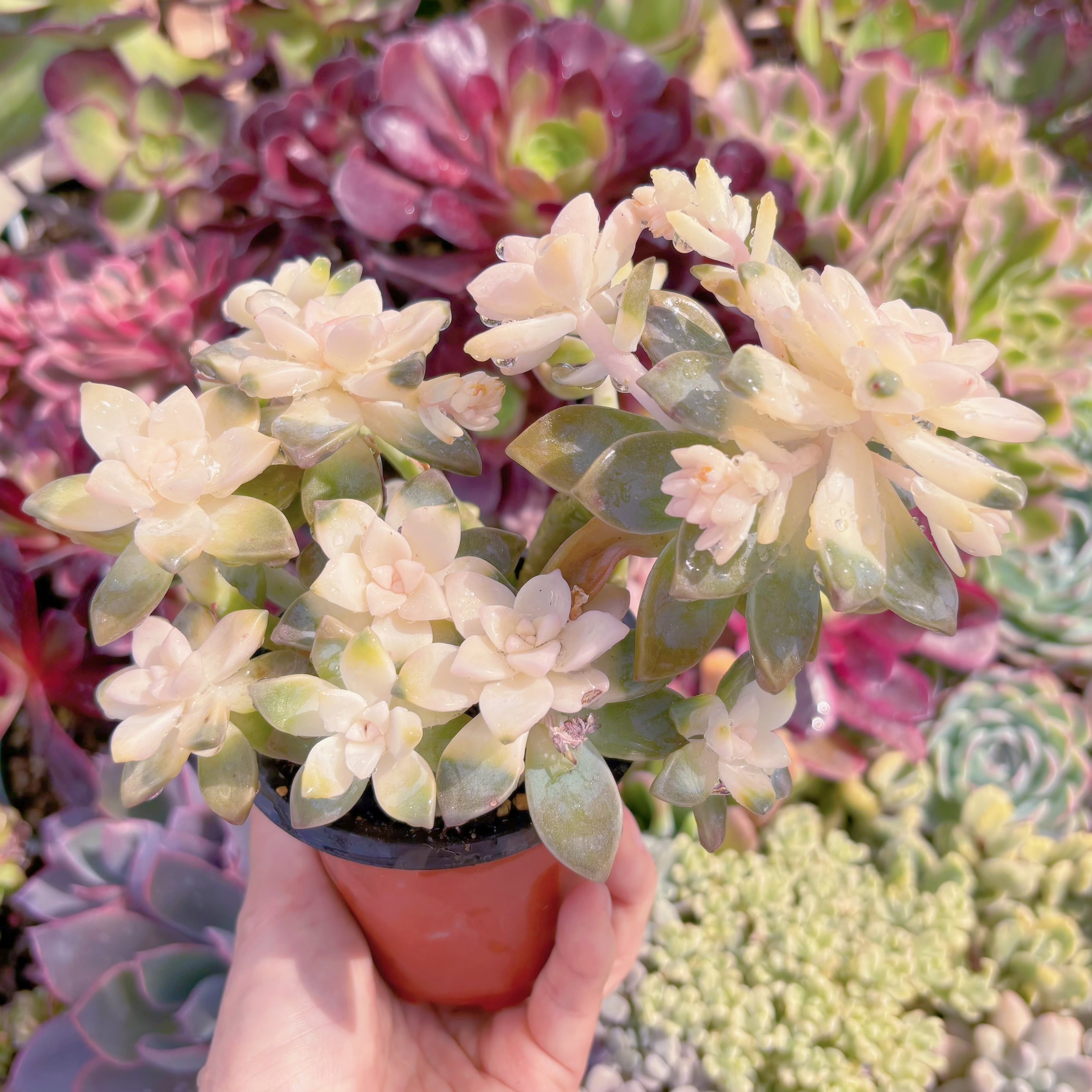 現品　淡雪錦#D05　新入荷　るる農園