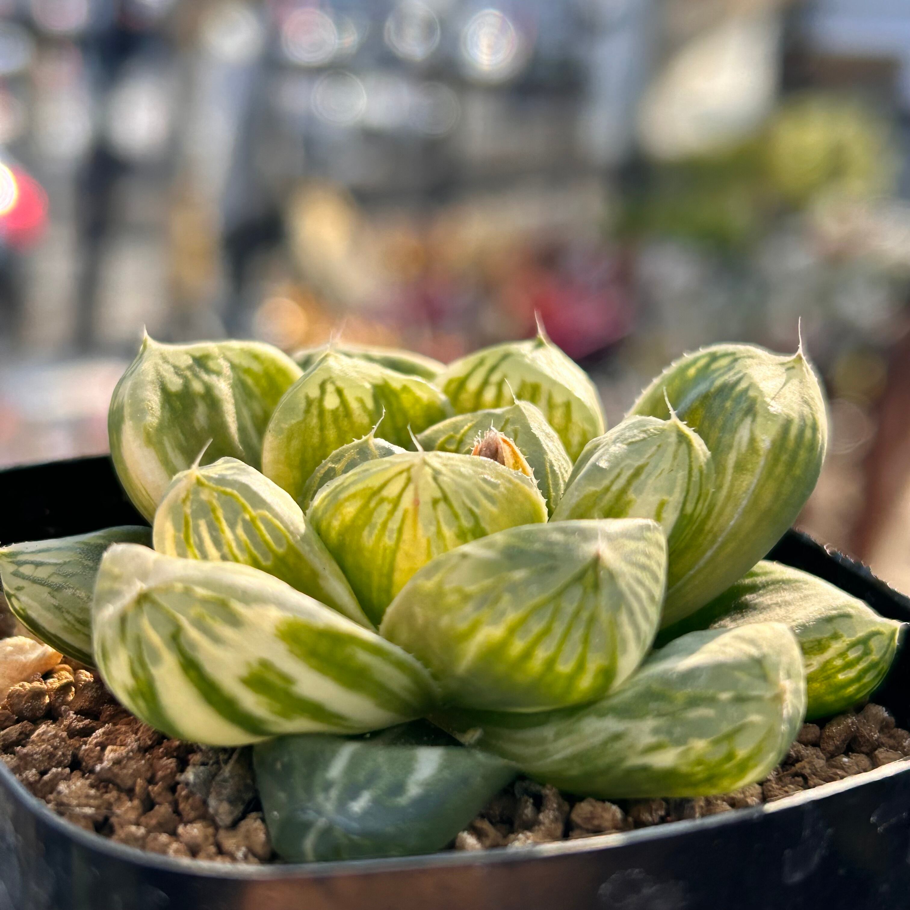 ハオルチア | RuPo 多肉植物専門店