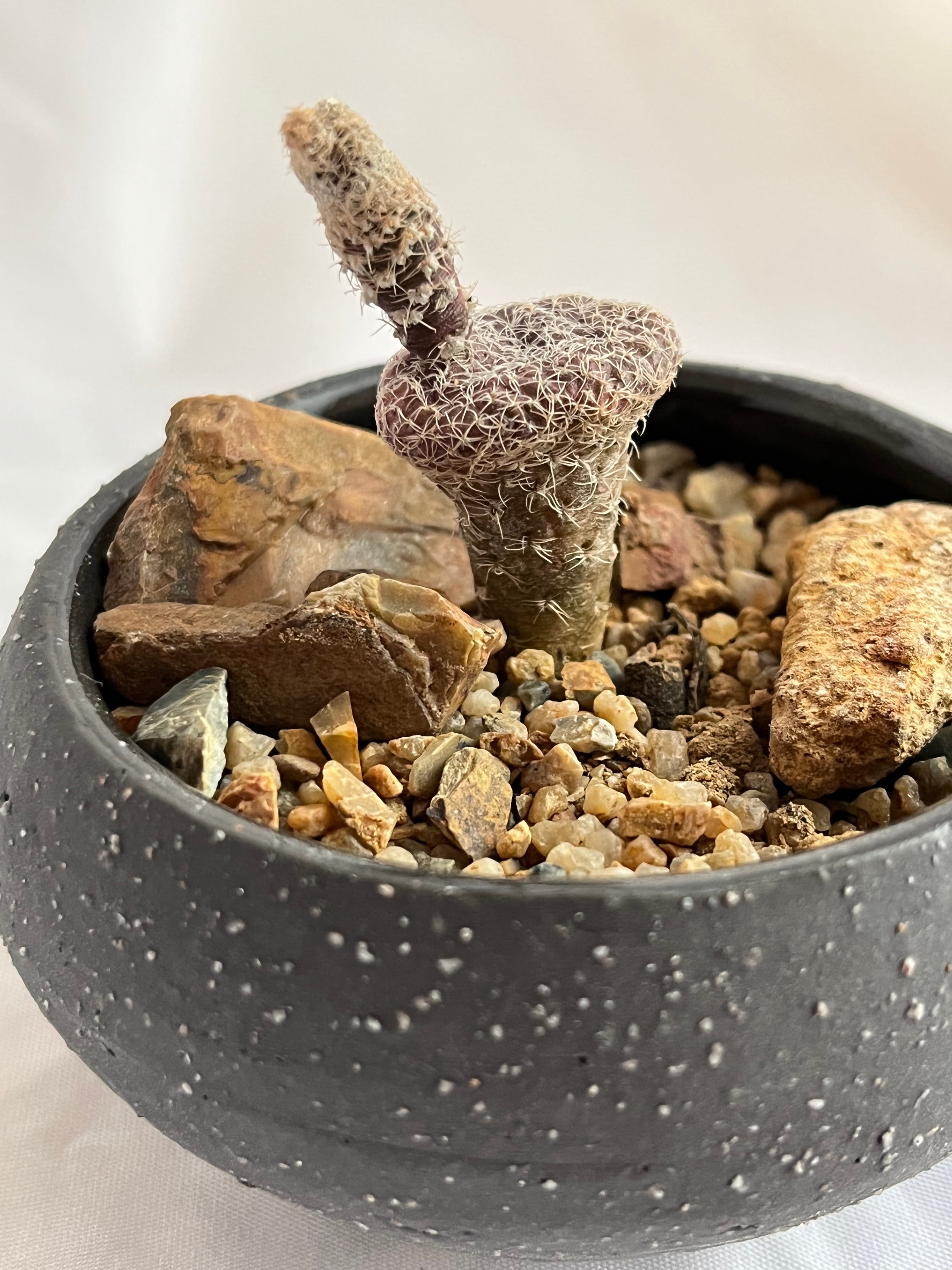 Puna clavarioides クラバリオイデス 茸団扇 白鶏冠 サボテン | plants