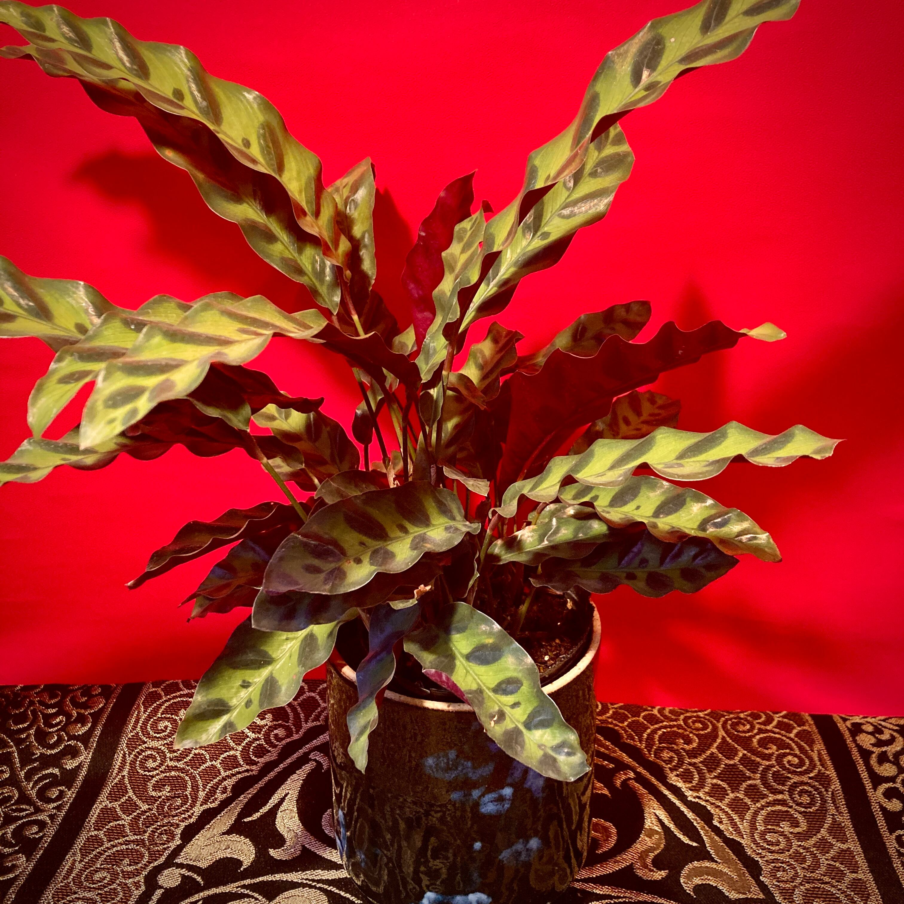 カラテア・インシグニス | 観葉植物 | 観葉植物 - バロメッツ
