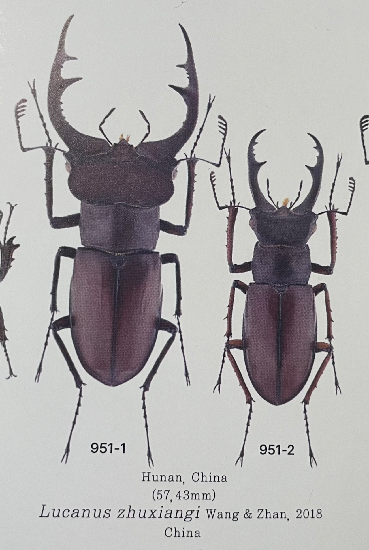 【WD】2018新種記載《ジュシャンミヤマ 54mm ペア》