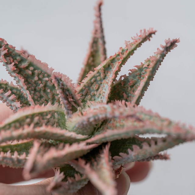 アロエ ハイブリッド -Aloe hybrid- No.21