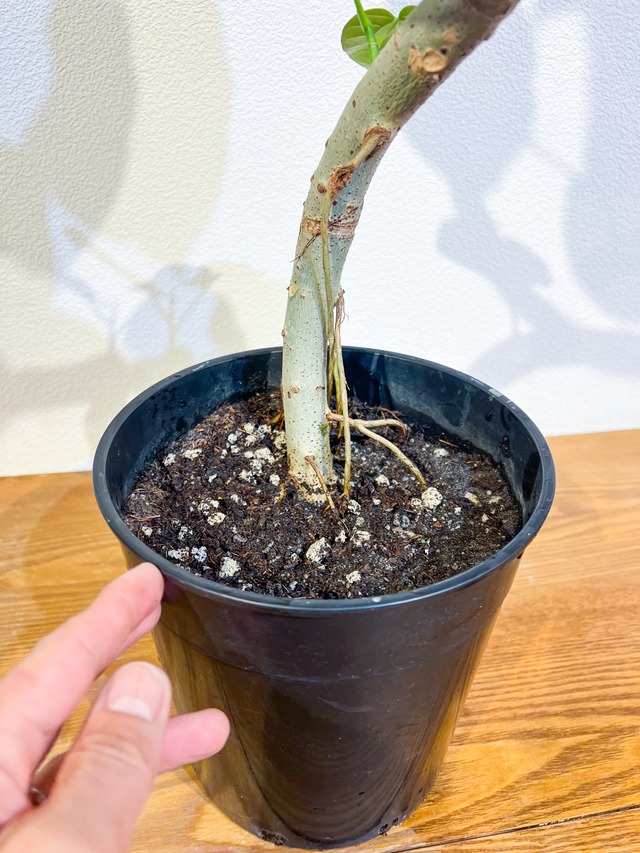 フィカス ウンベラータ