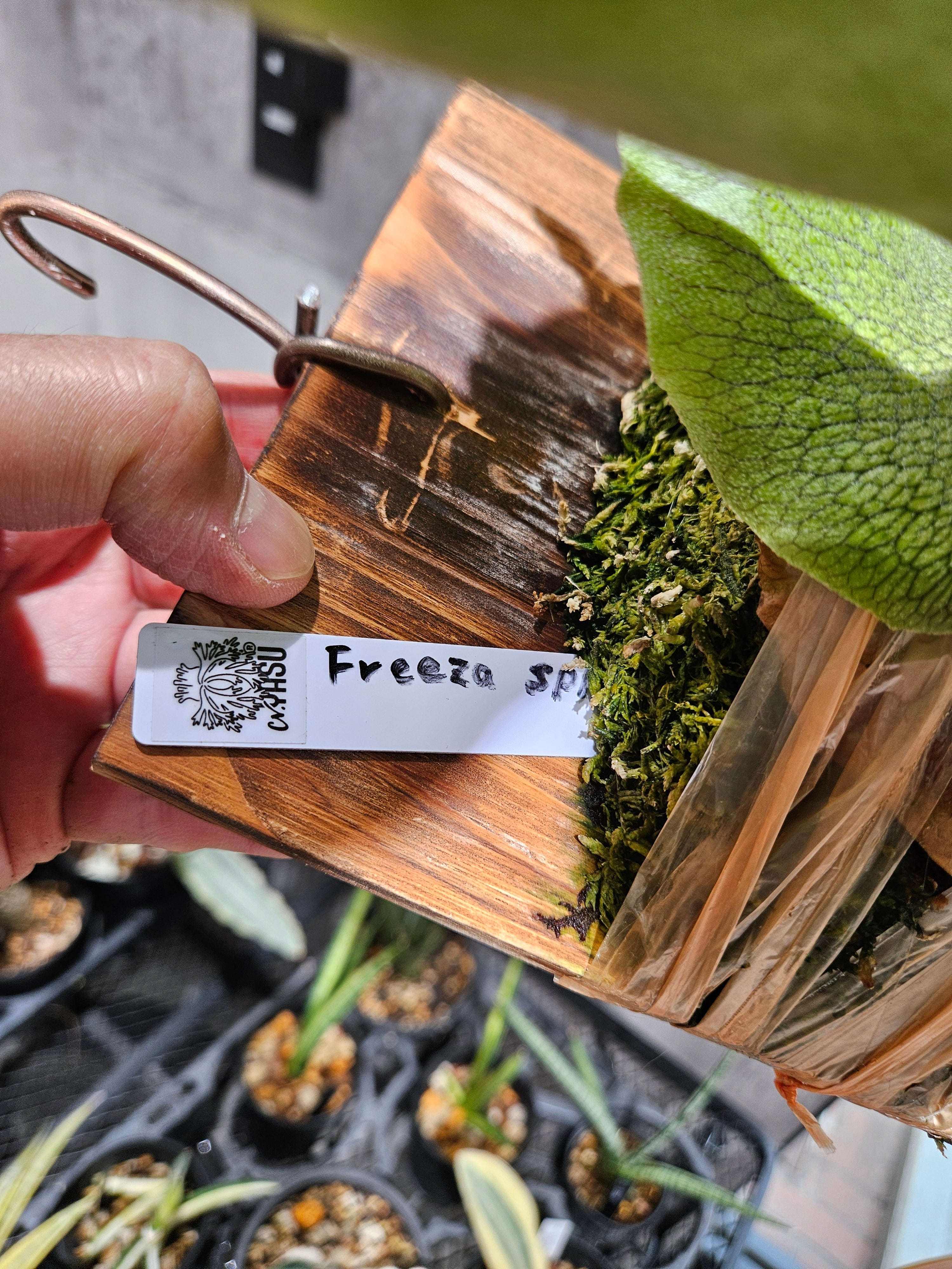 P.Freeza Sporelings 〈FSQ〉 (From cv.YASU)【artPLANTs/PLANTS