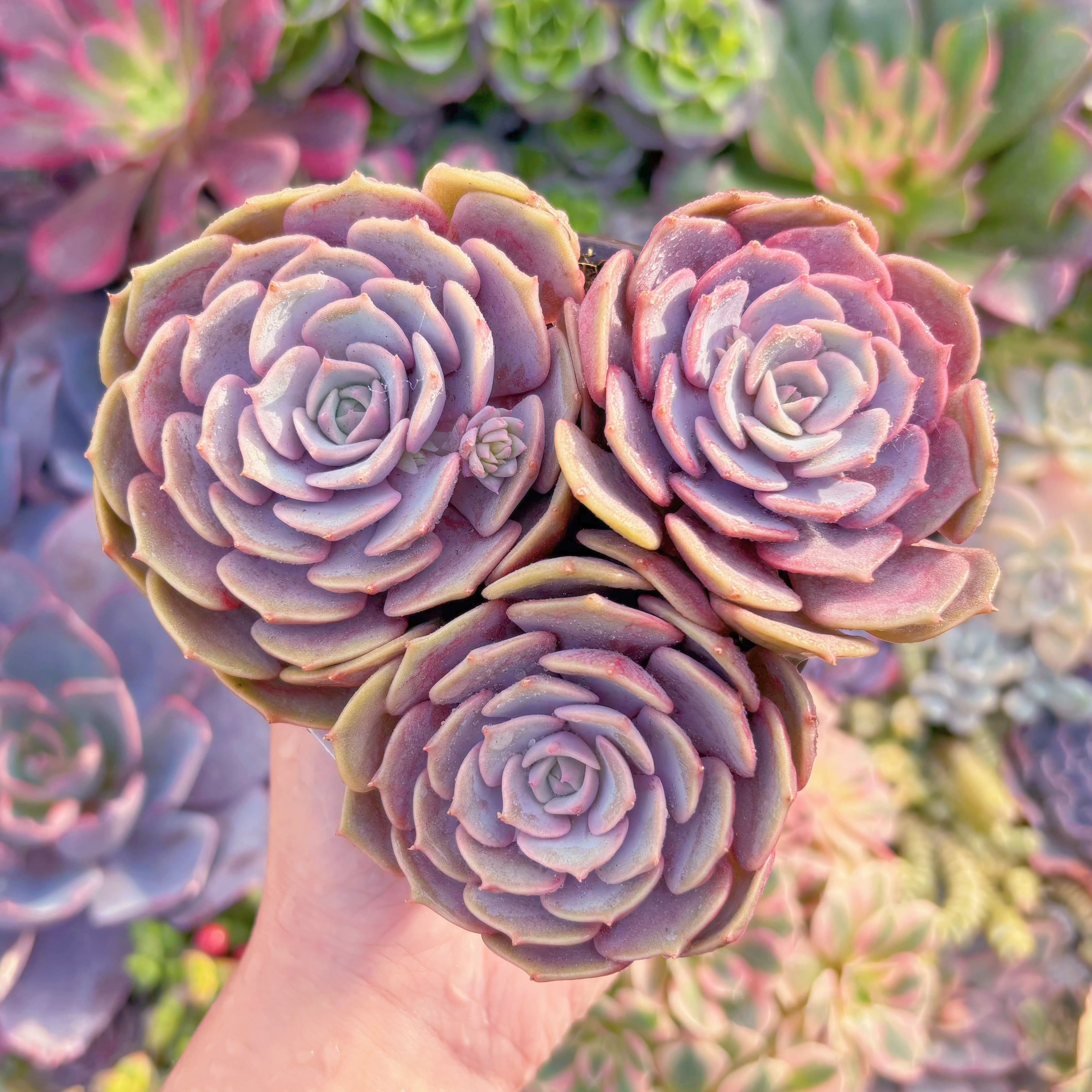 現品　ピンクローラ#A012　新入荷　るる農園