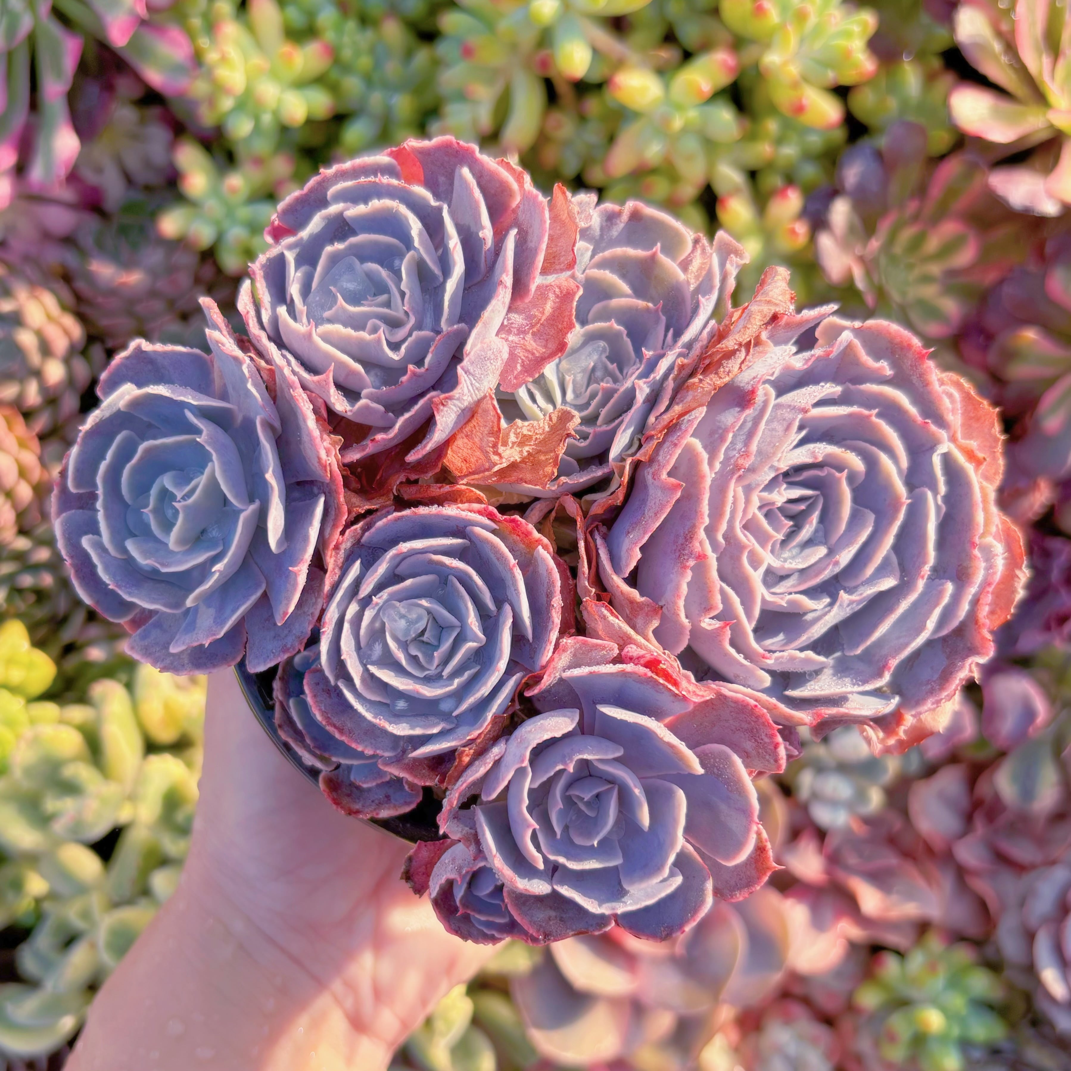 現品　 スワンレイク#　大群生　るる農園