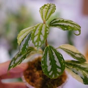 Pilea cadierei variegated /ピレア カディエレイ 斑入
