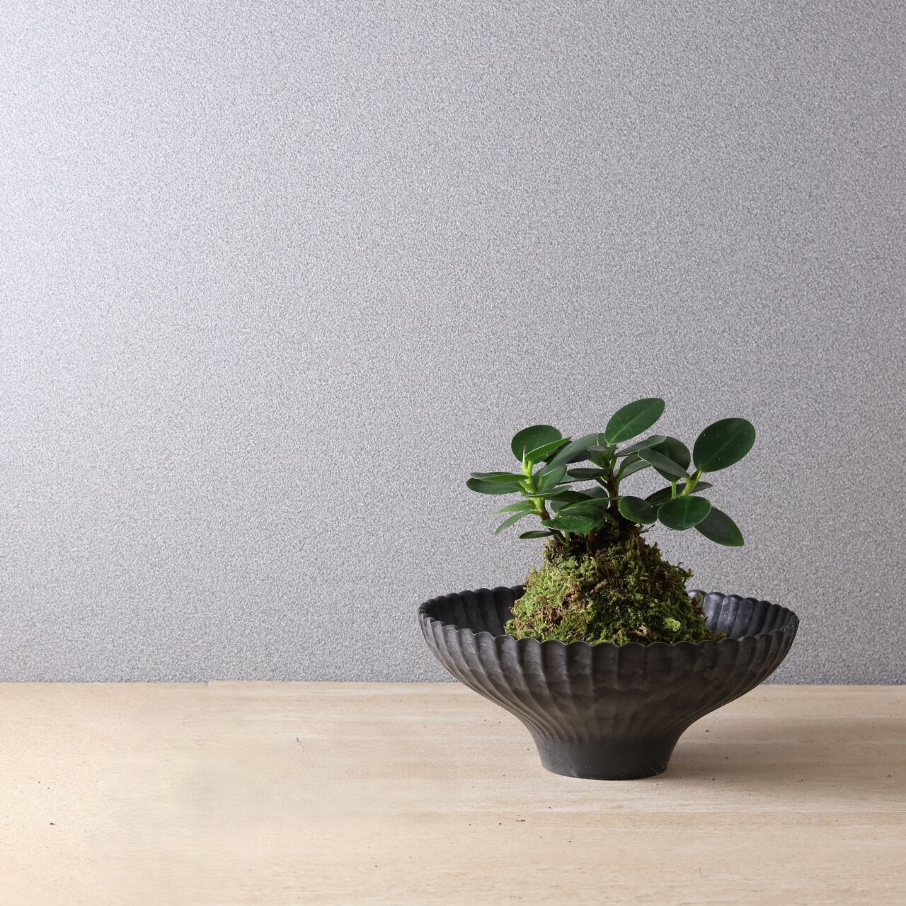 384 小さな森の守り神『パンダガジュマル苔玉』お皿付き 観葉植物