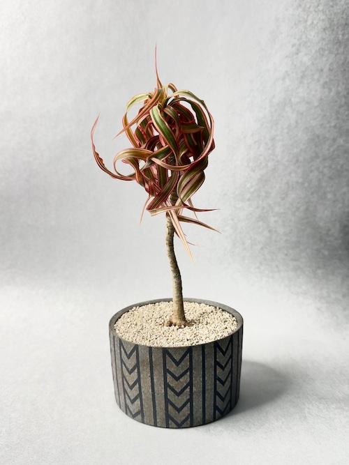 【 INDIVIDUALITY 】紅葉？ストレス？