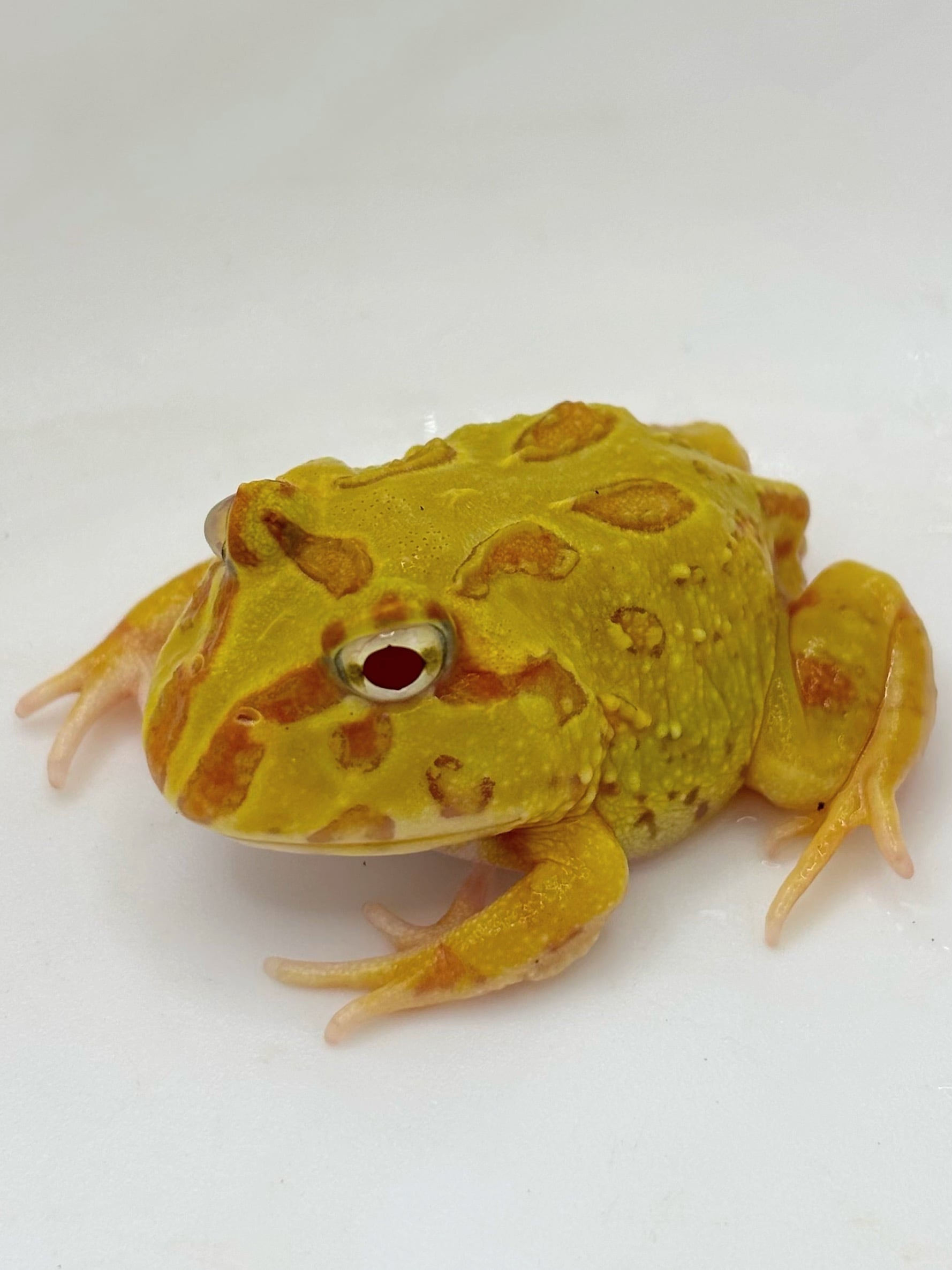 クランウェルツノガエル アルビノ 片目水晶体異常あり 1匹 | まるころ