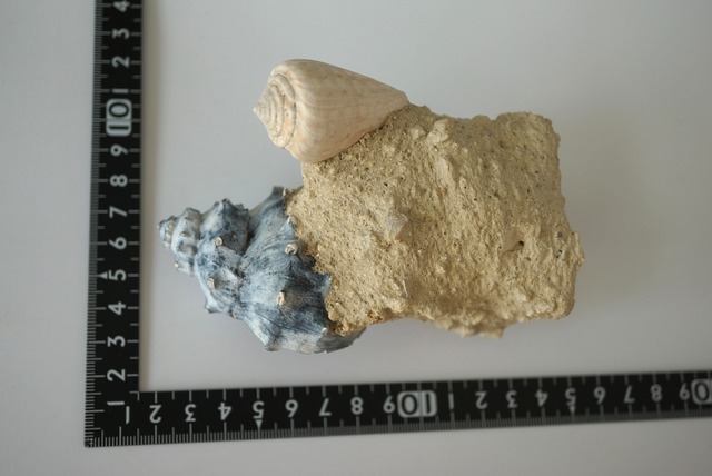 フランス産巻貝化石 Gastropod Fossil 1446