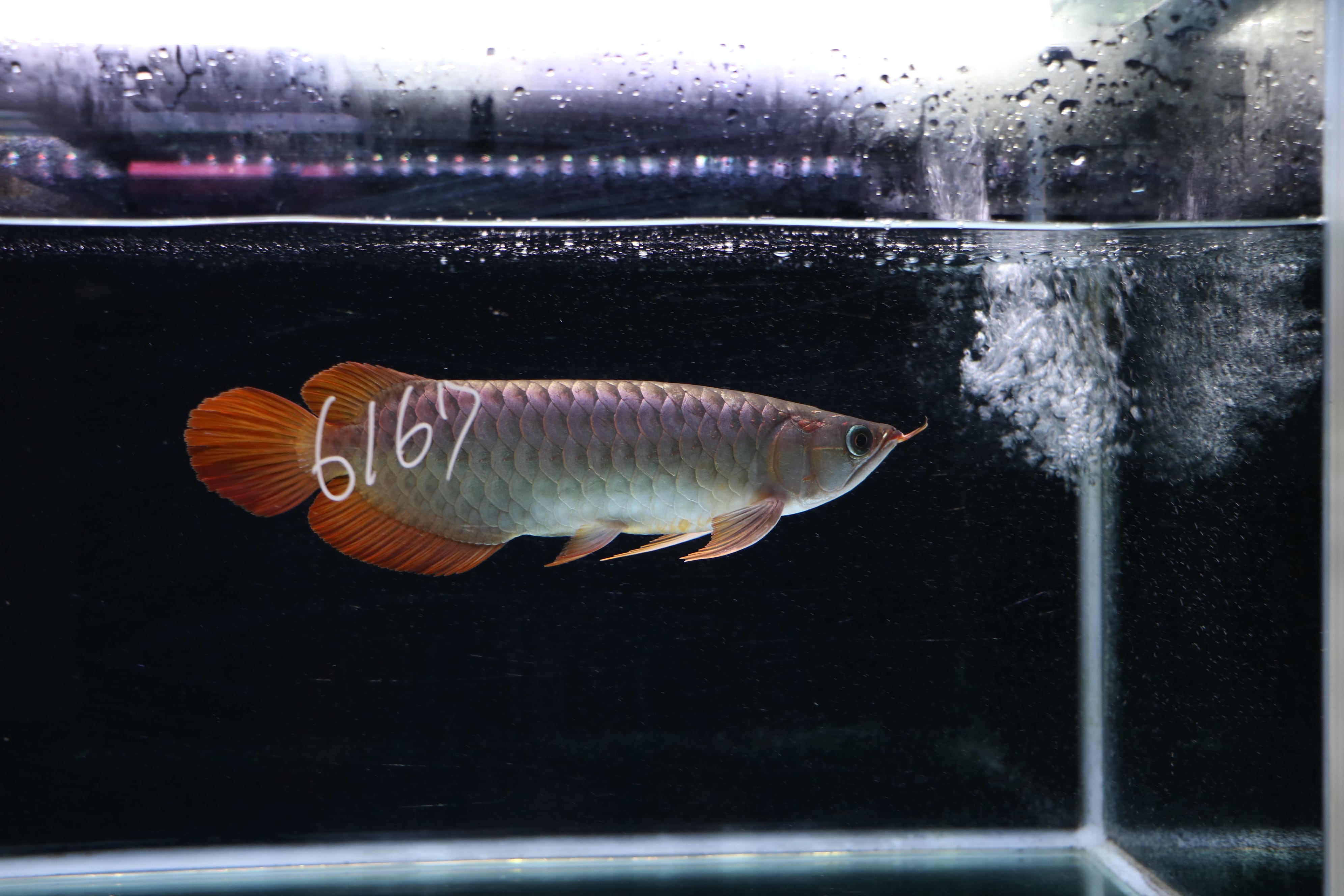 紅龍No.6167（スーパーレッド）☆ハイクオリティ☆ ±24㎝ | アロワナ等