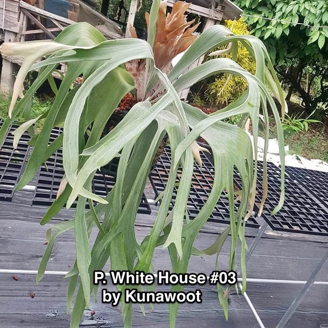 P.White House #3   【artPLANTs】ビカクシダ/Platycerium