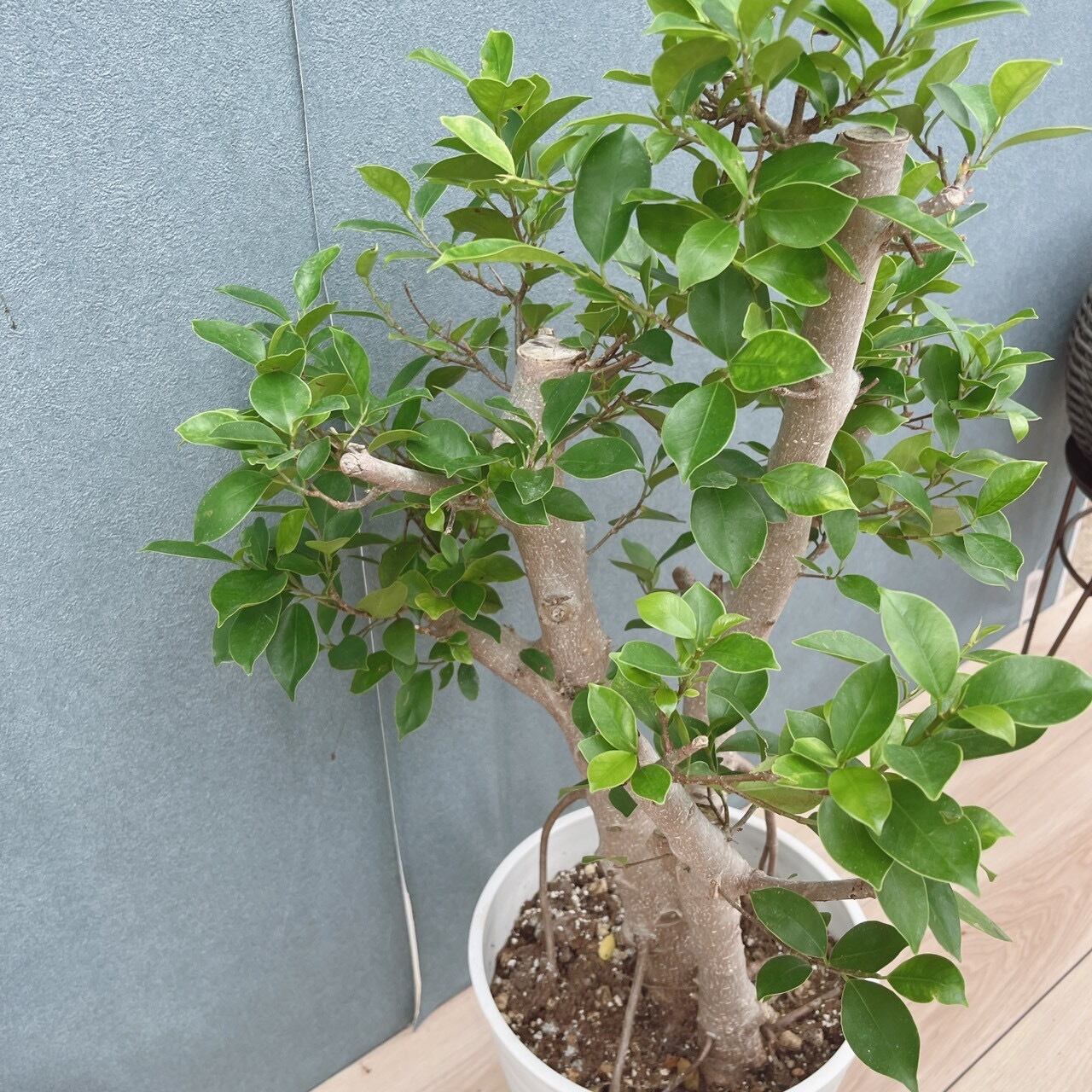 現品］91番 ガジュマル 8号 観葉植物 室内 大型 幹太 | PF green